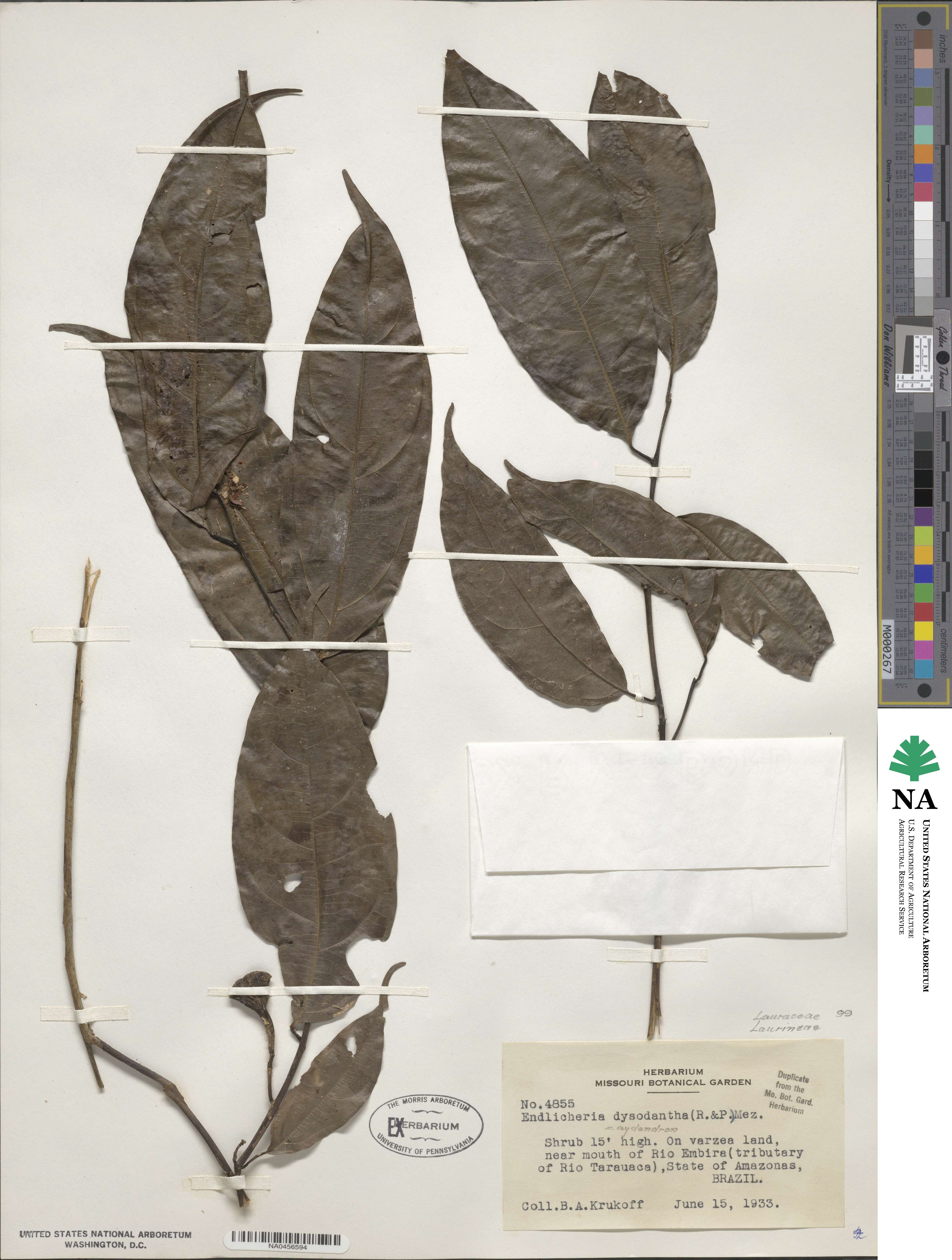 Endlicheria dysodantha image