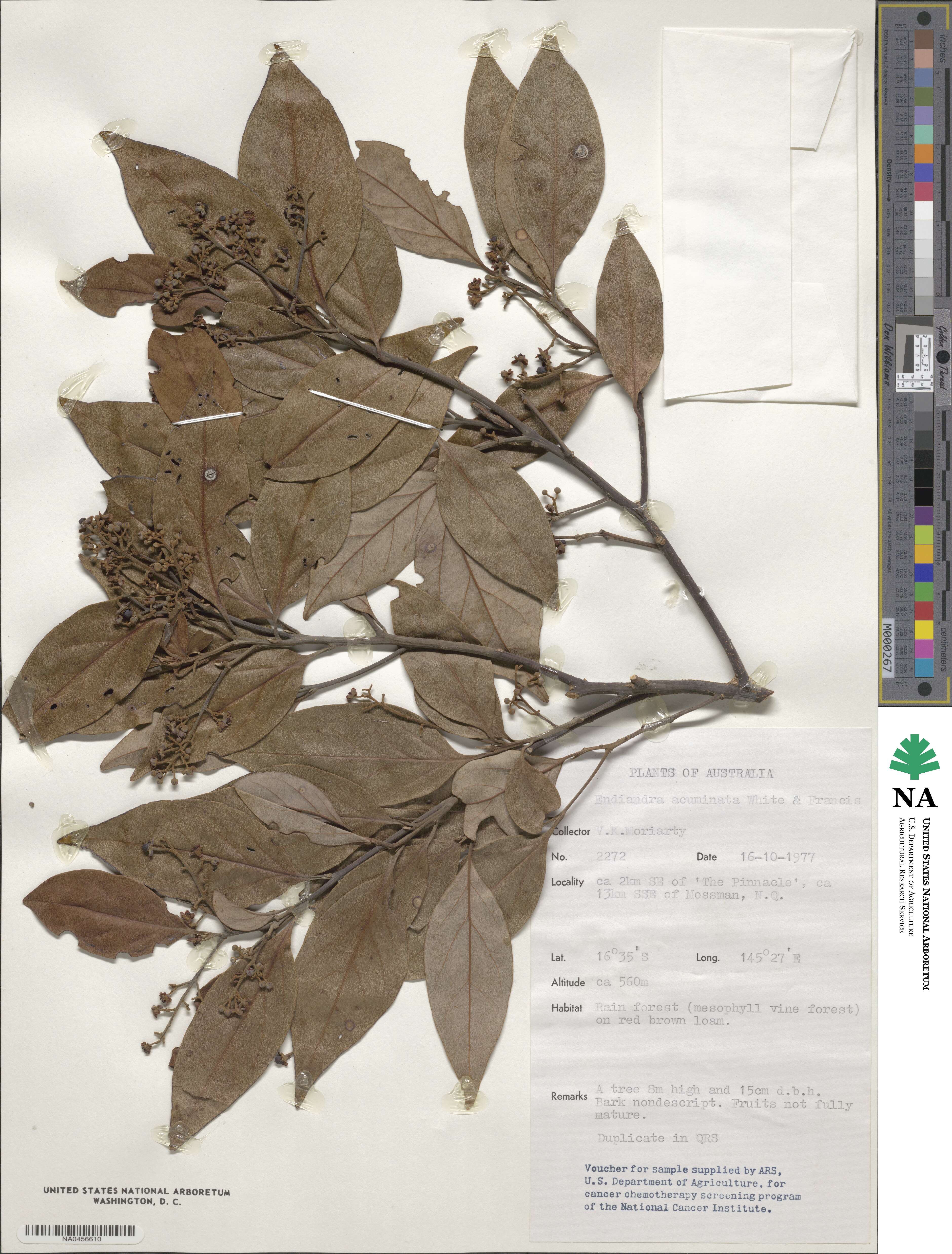 Endiandra acuminata image