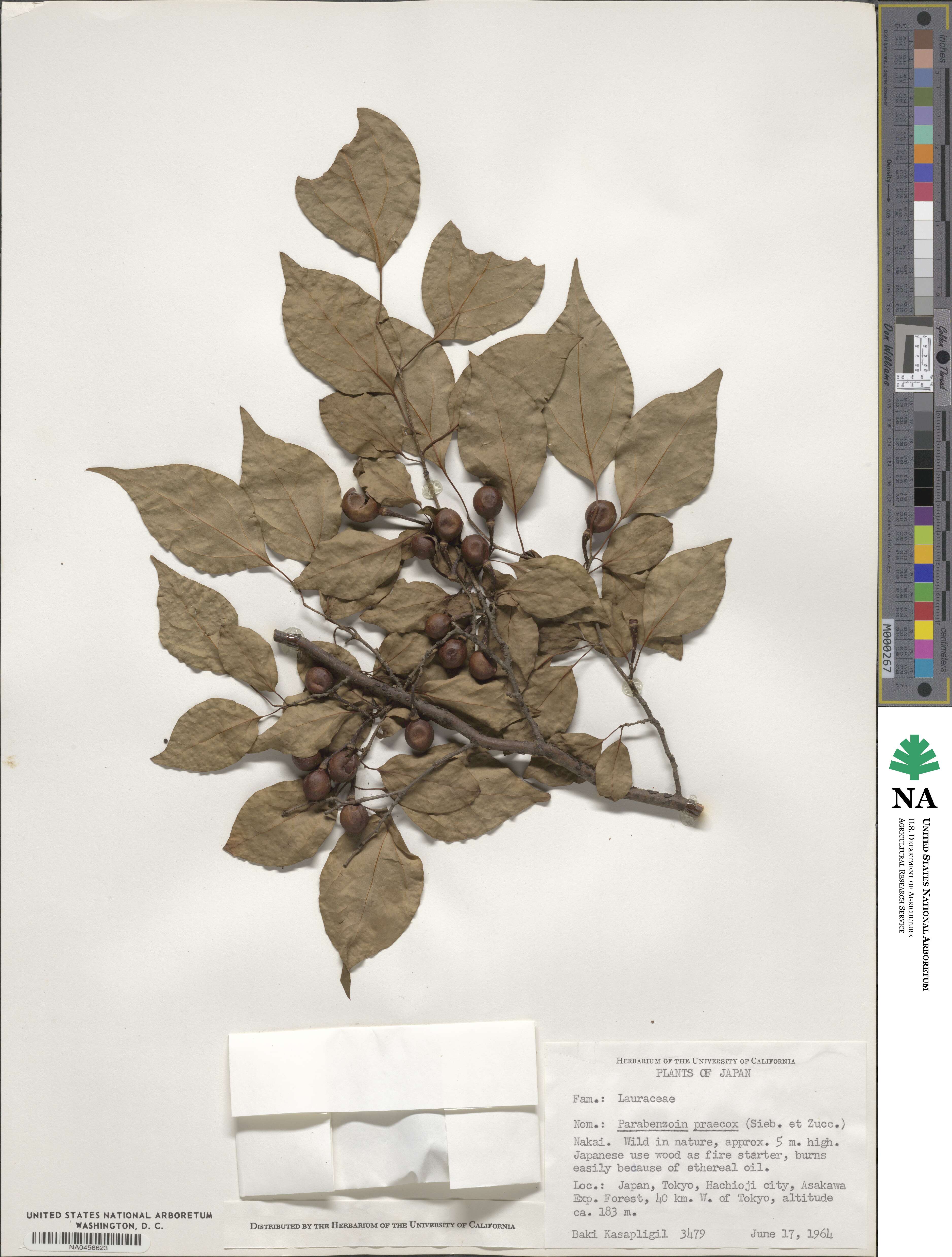 Lindera praecox image