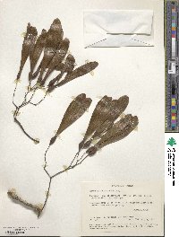 Gyrocarpus americanus image