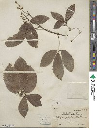 Illigera rhodantha image