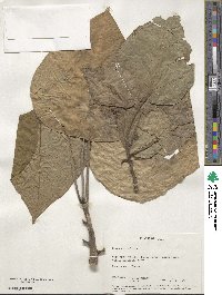 Image of Hernandia peltata