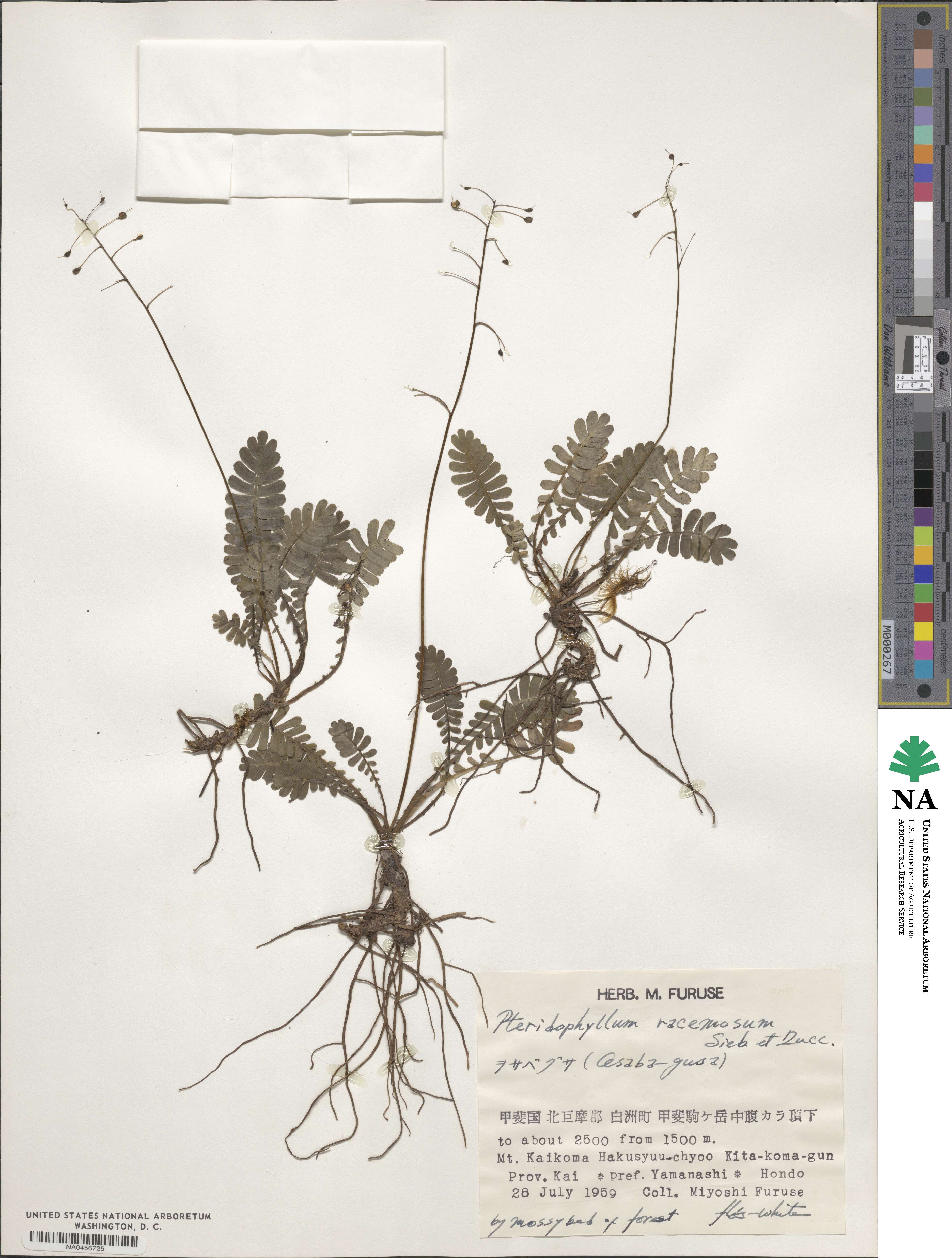 Pteridophyllum racemosum image