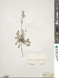 Hypecoum procumbens image