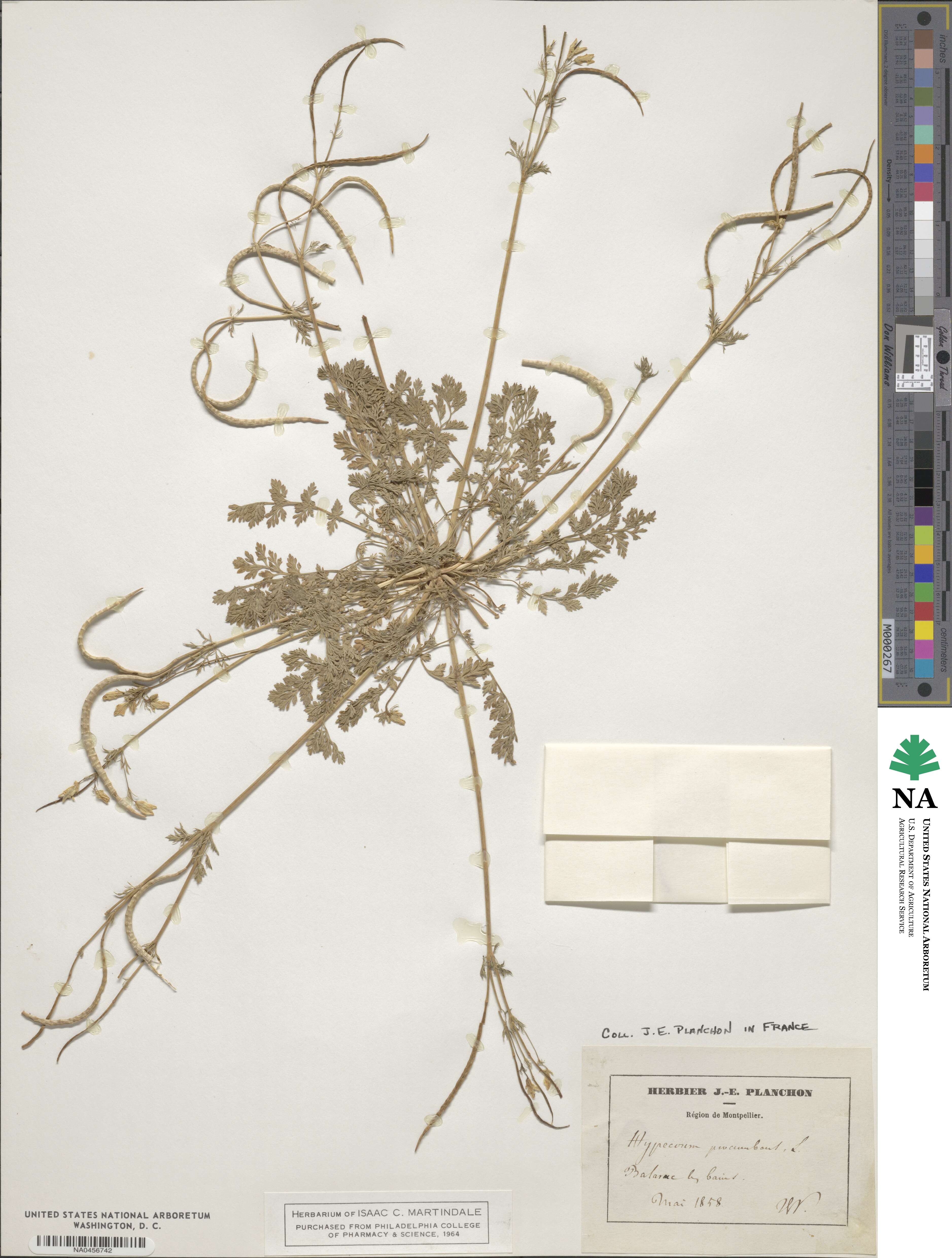 Hypecoum procumbens image