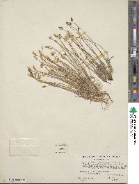 Platystigma lineare image