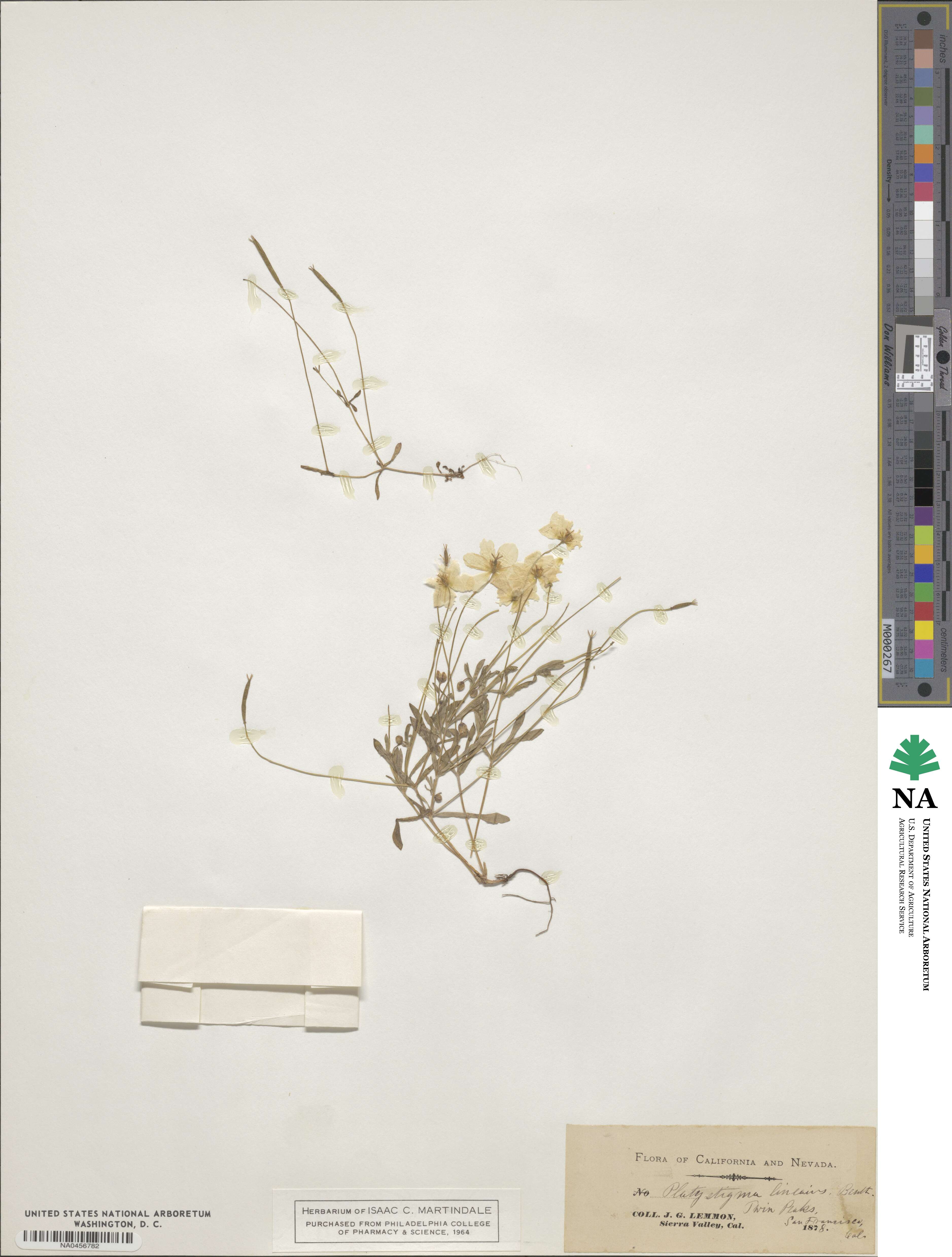 Platystigma lineare image