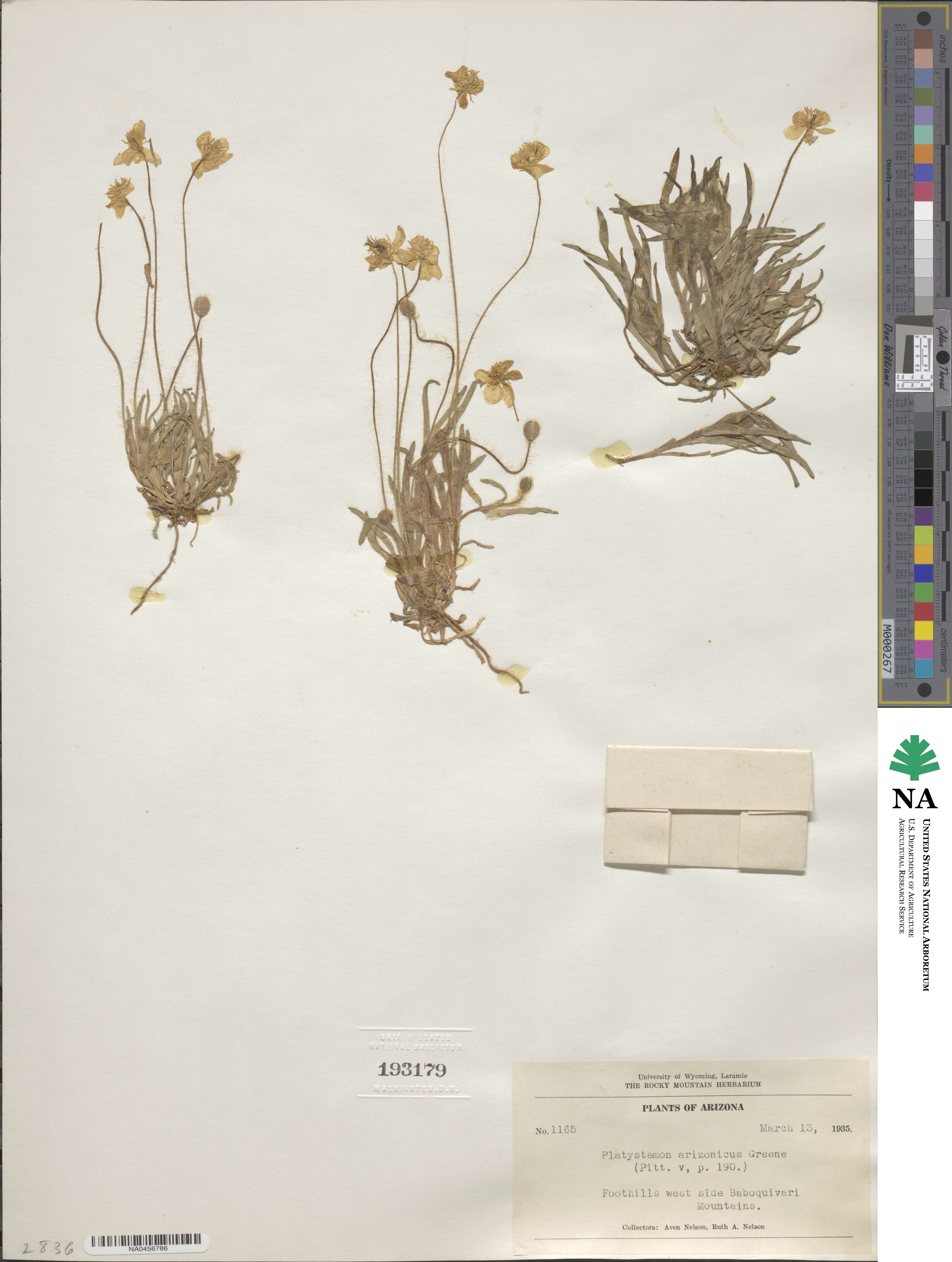 Platystemon californicus image