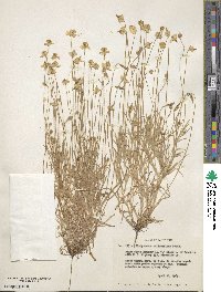 Platystemon californicus image