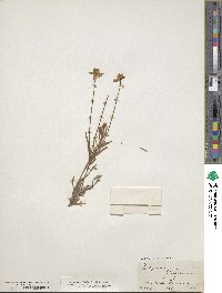 Platystemon californicus image