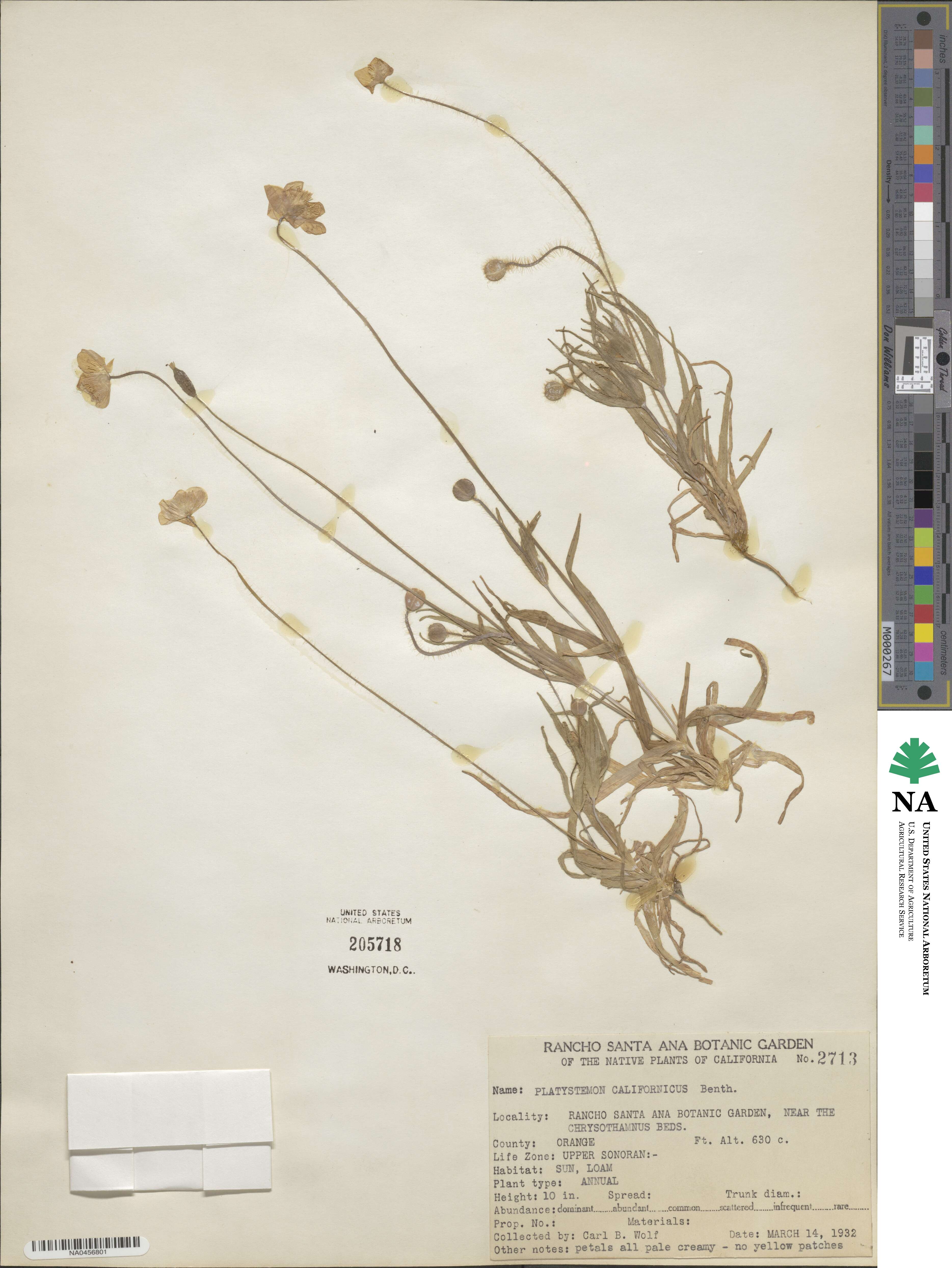 Platystemon californicus image