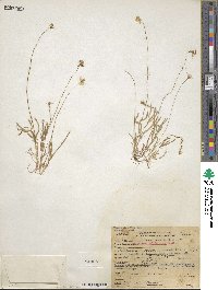 Platystemon californicus image
