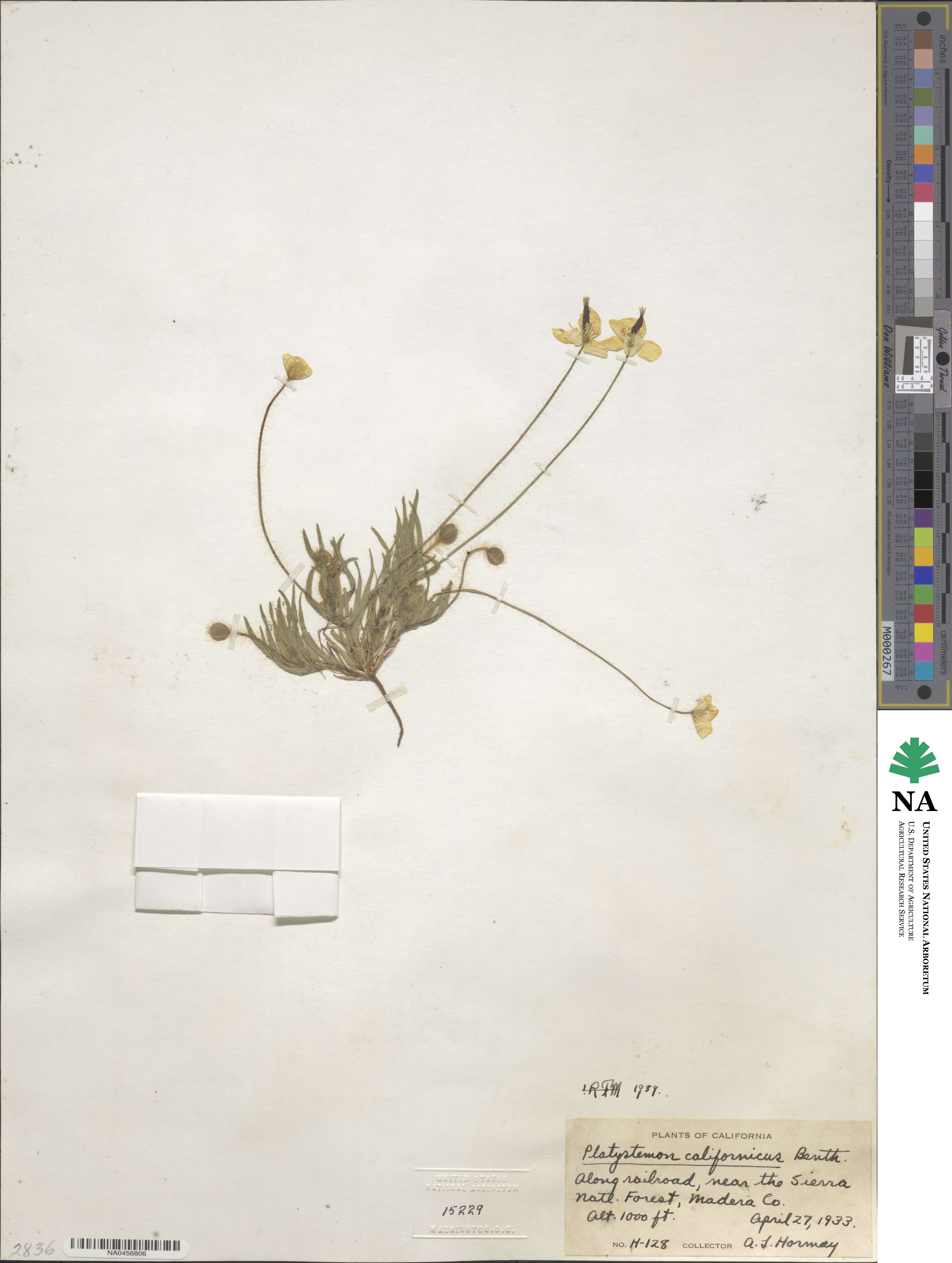 Platystemon californicus image