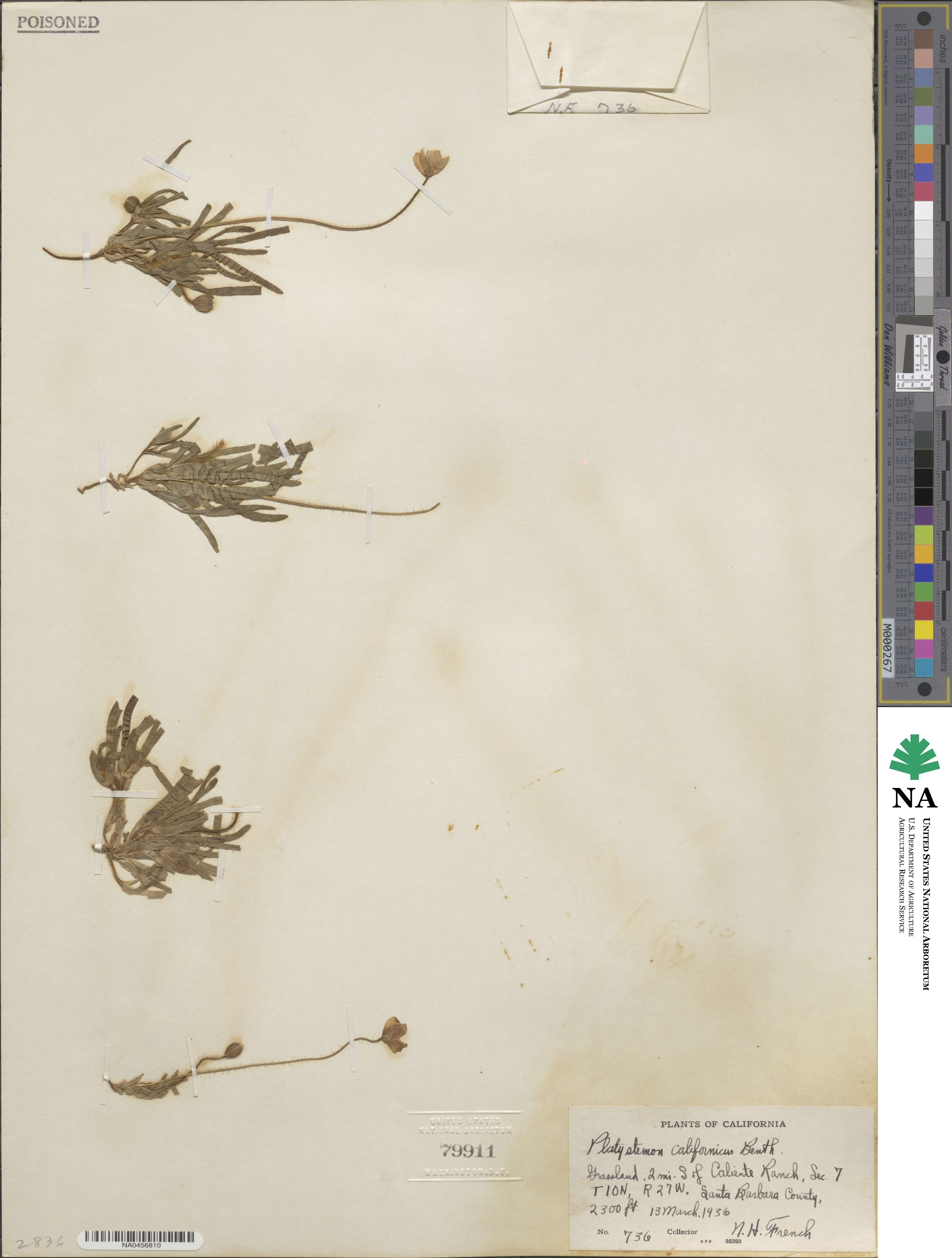 Platystemon californicus image