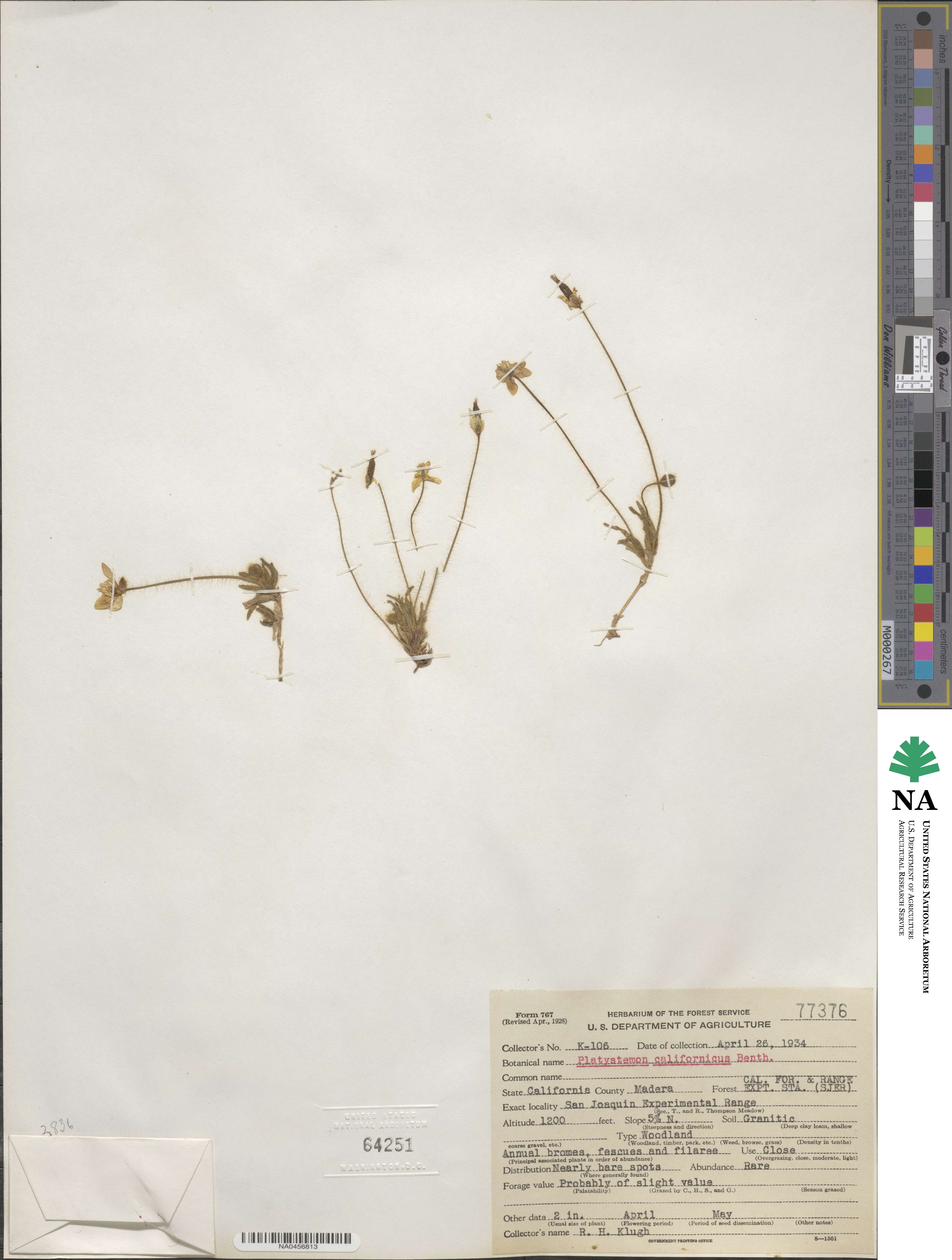 Platystemon californicus image