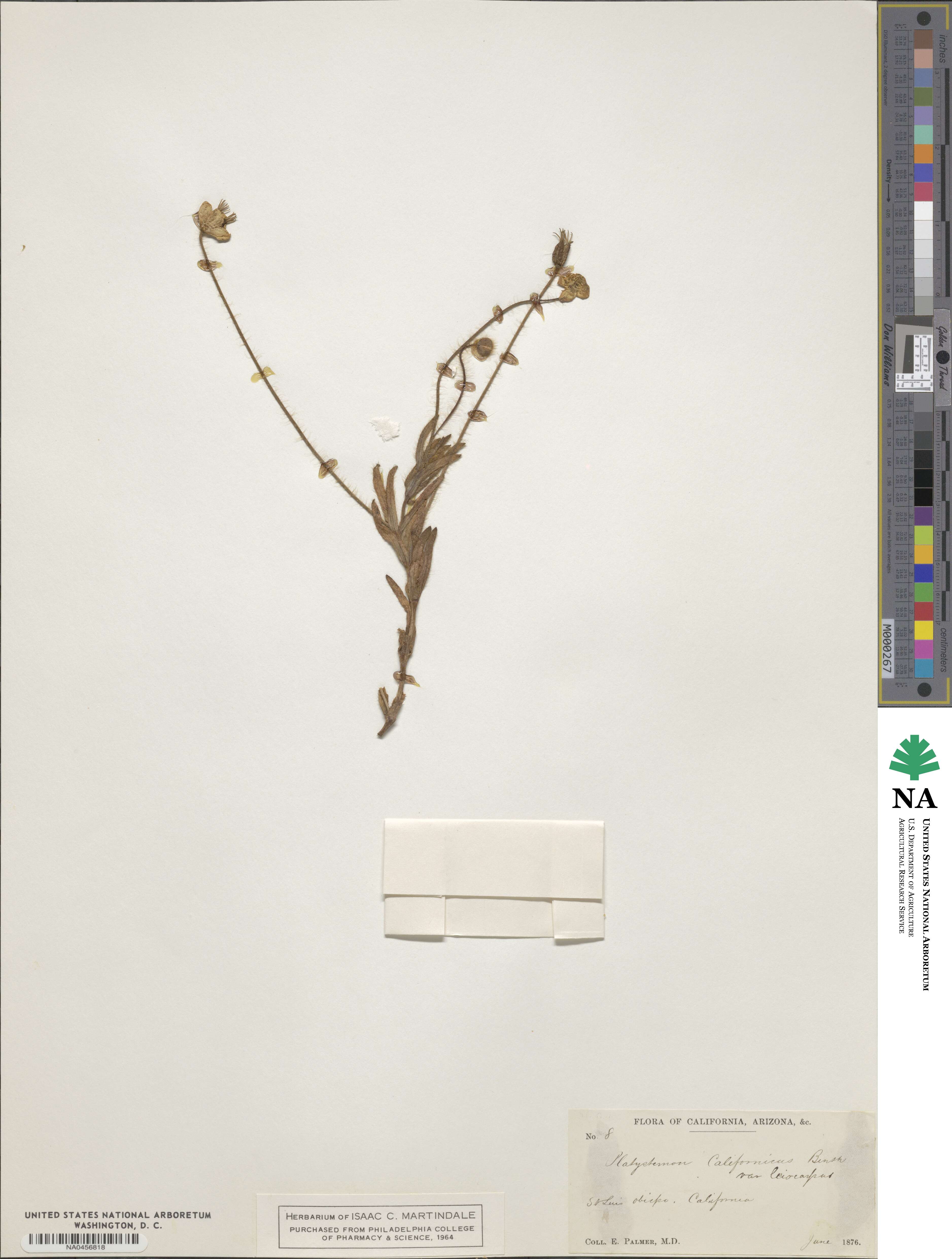 Platystemon californicus image
