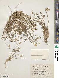 Platystemon californicus image