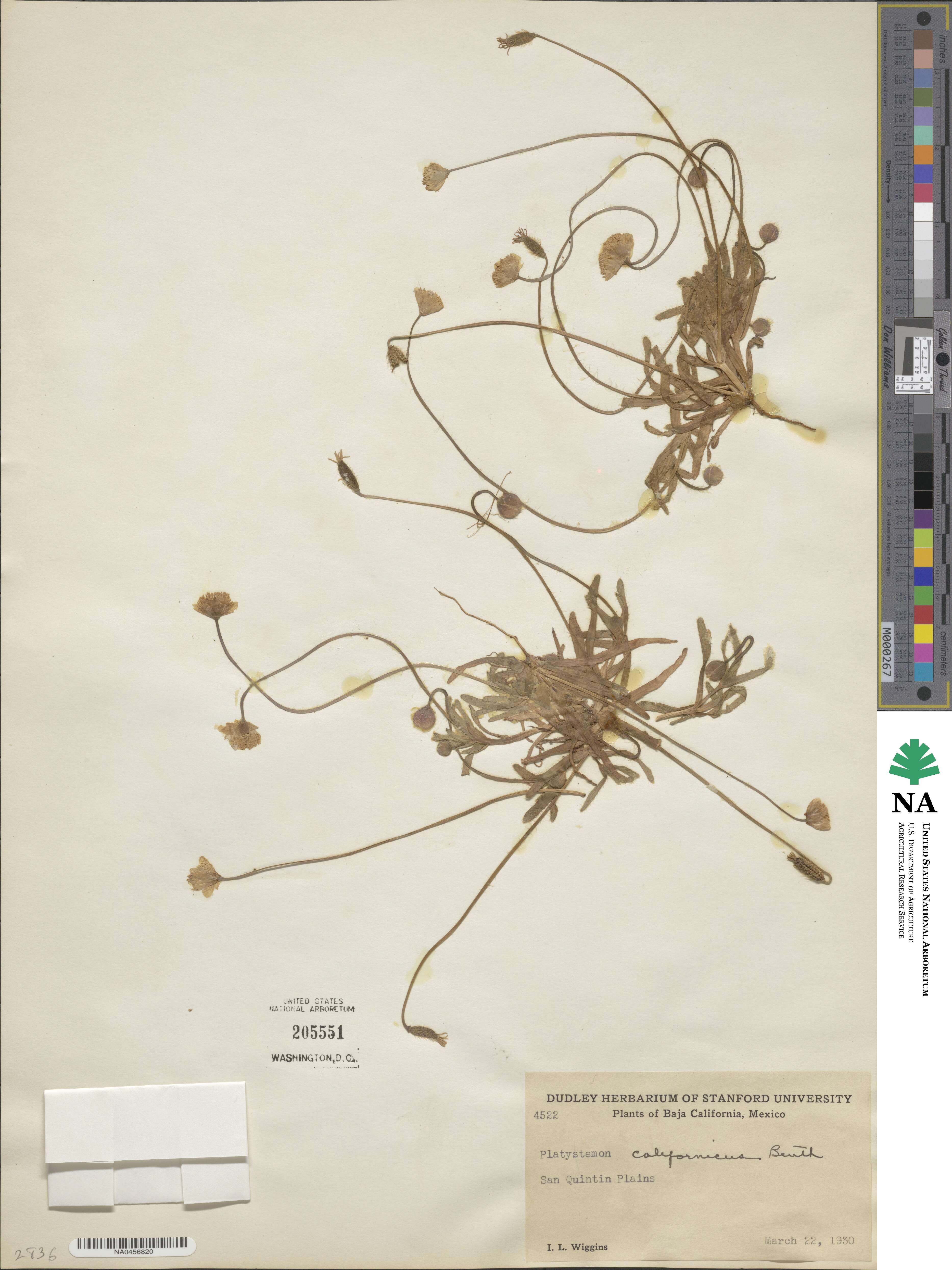 Platystemon californicus image