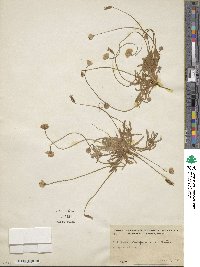 Platystemon californicus image