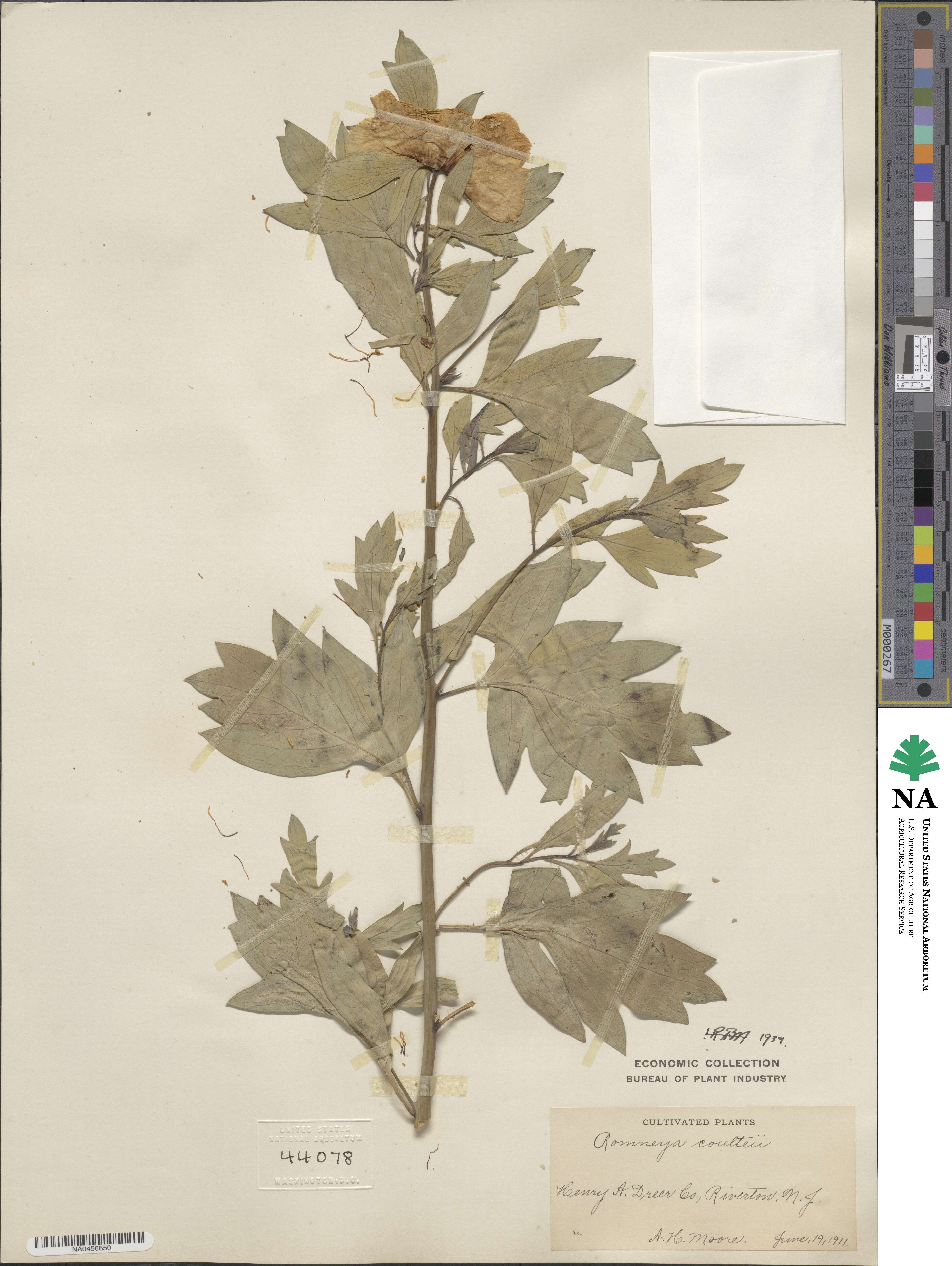 Romneya coulteri image
