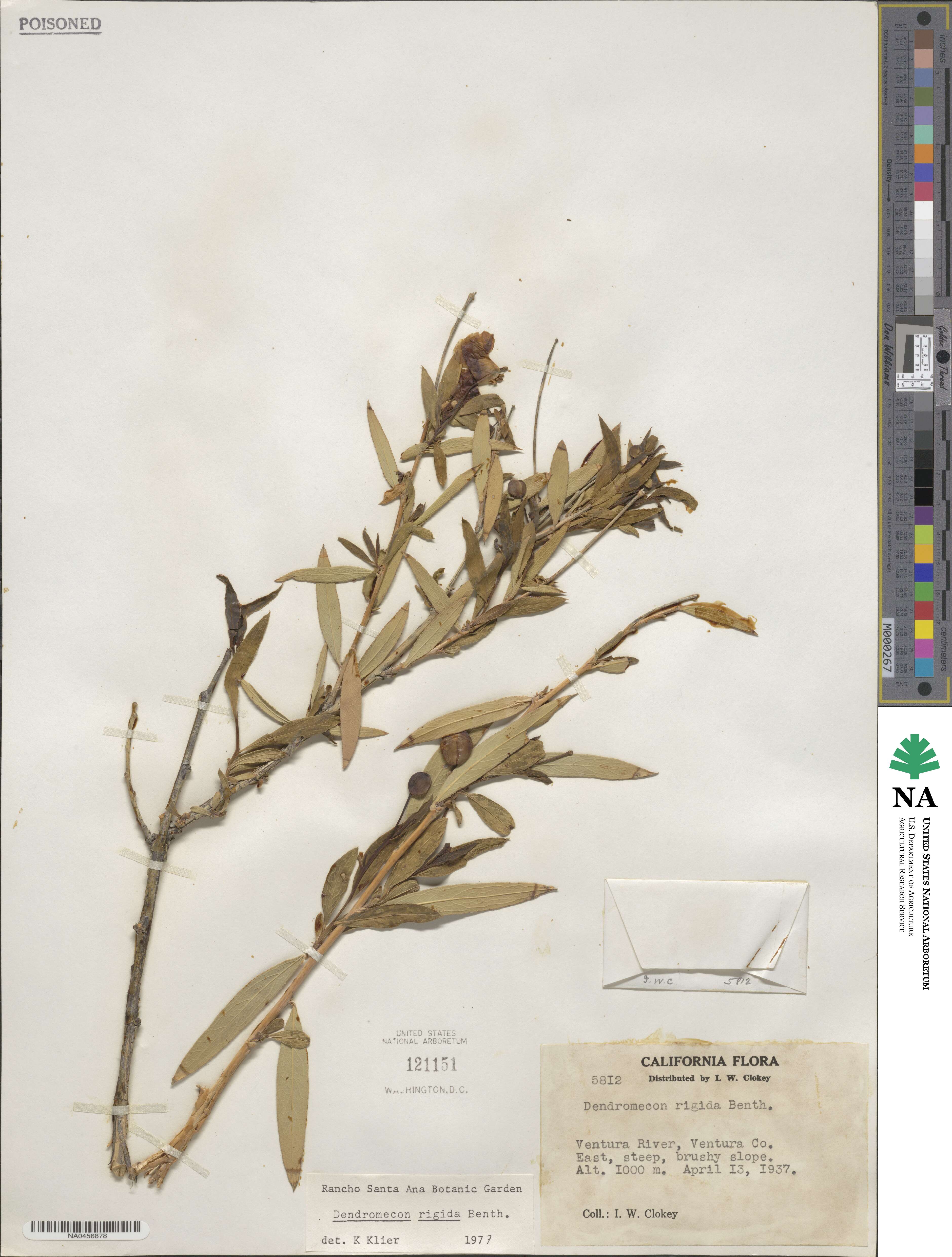 Dendromecon rigida image