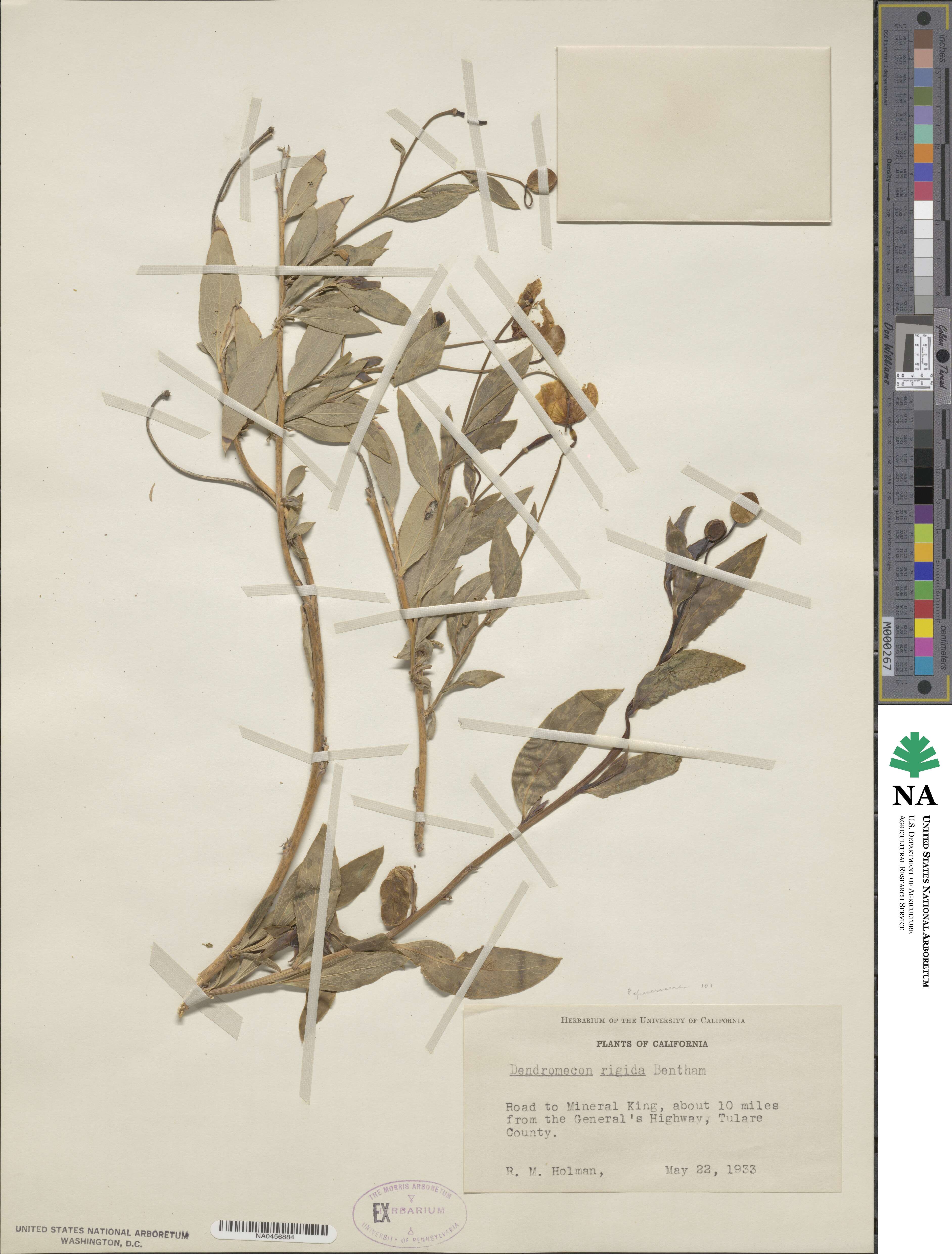 Dendromecon rigida image