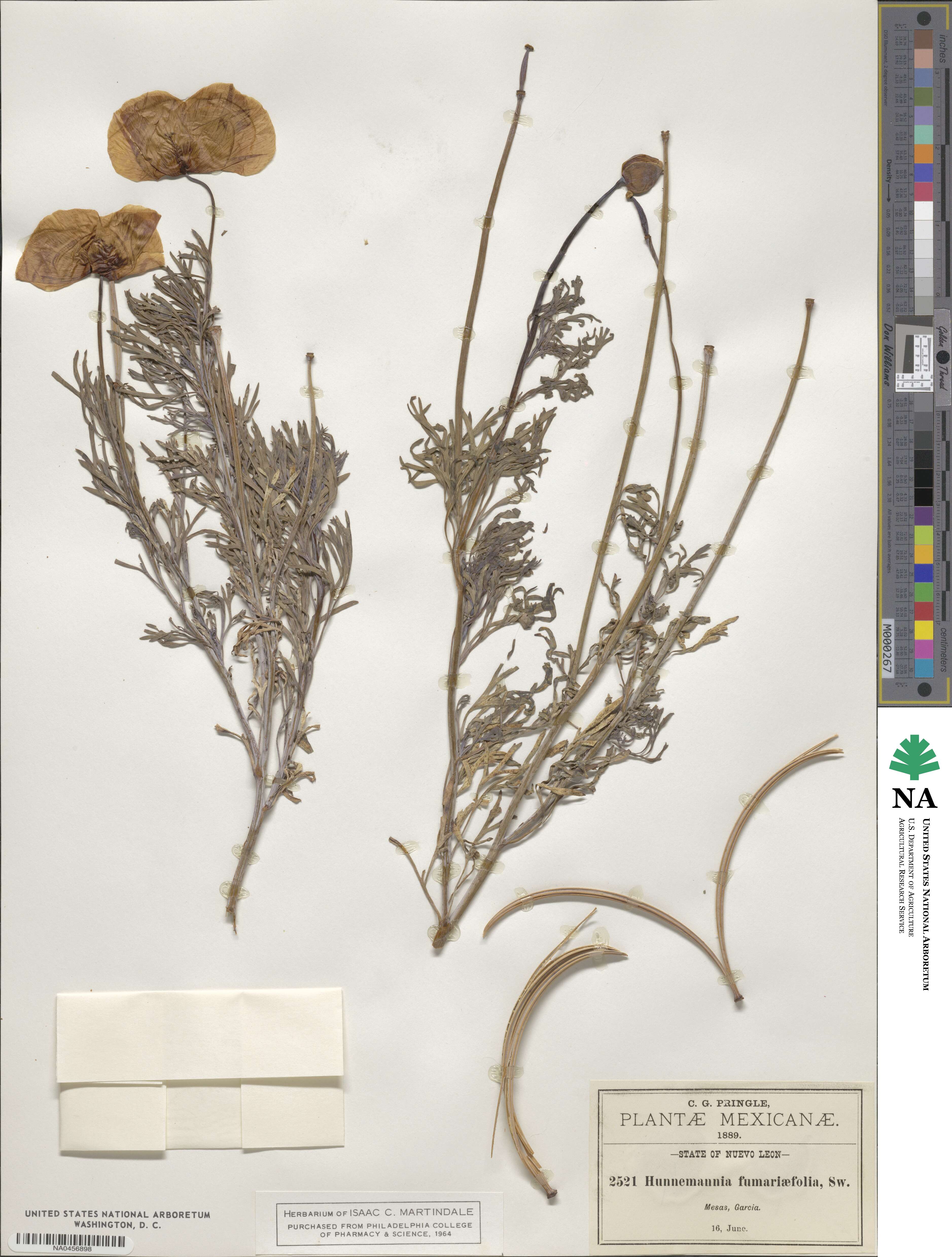 Hunnemannia image