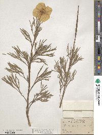 Hunnemannia fumariifolia image