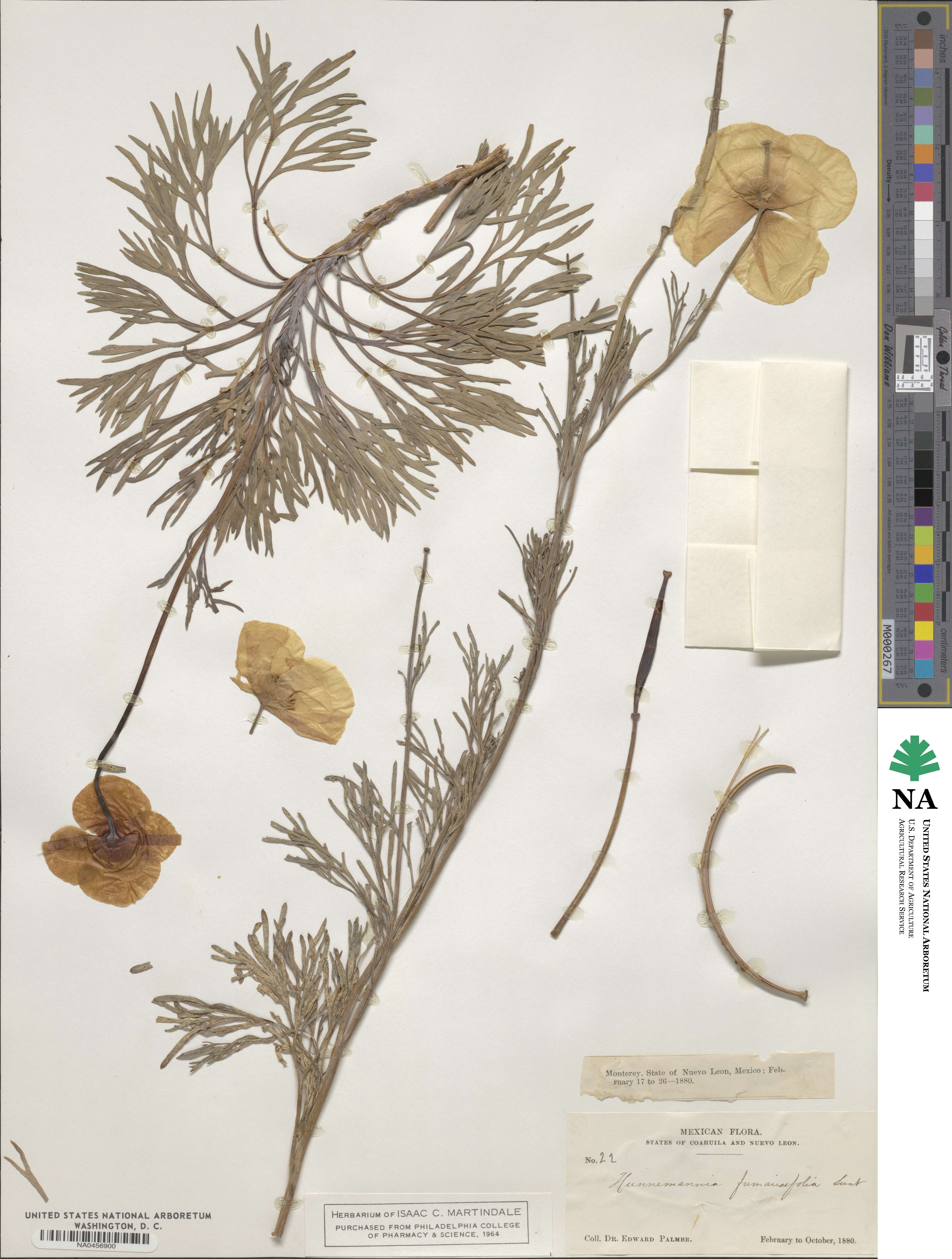 Hunnemannia image