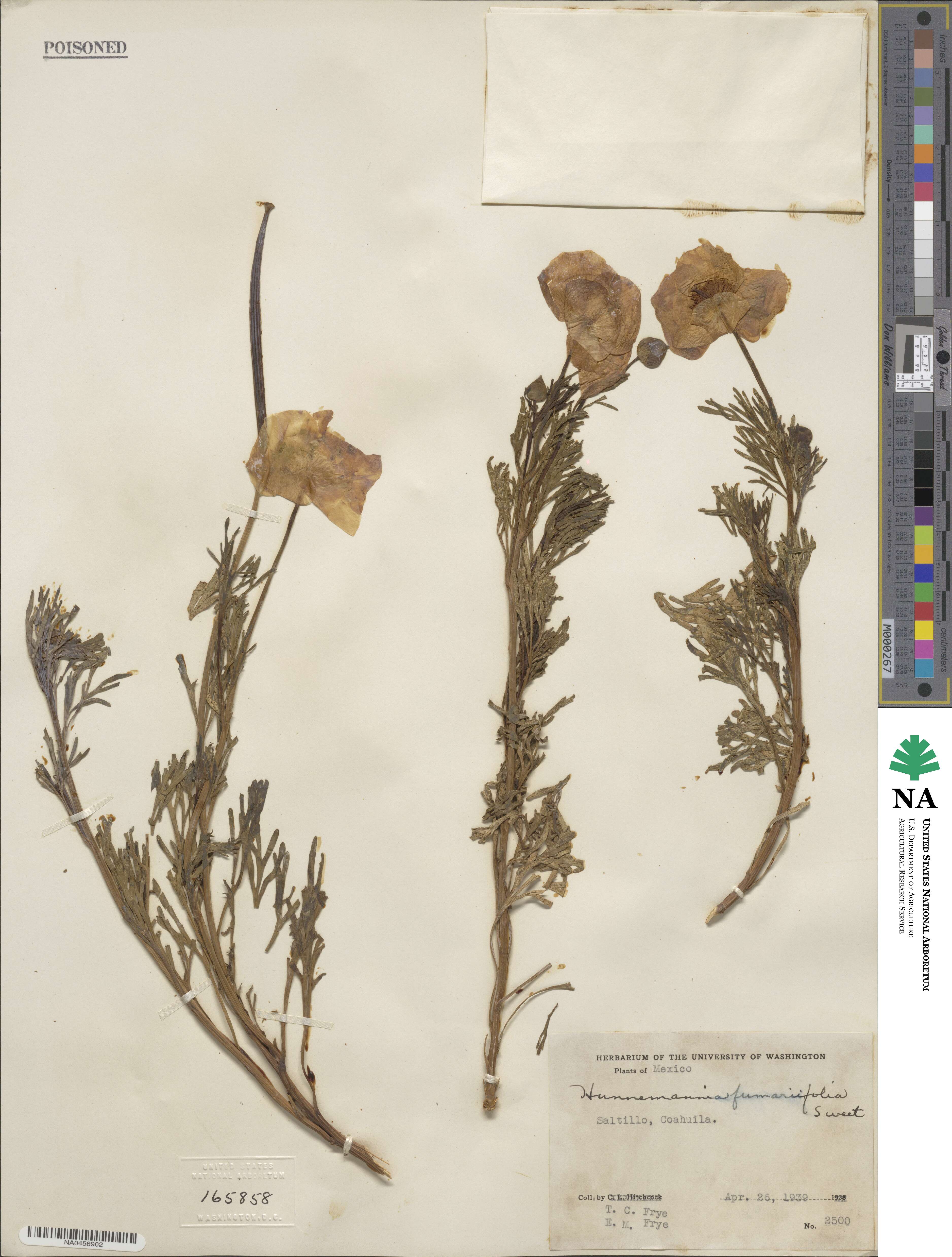 Hunnemannia fumariifolia image