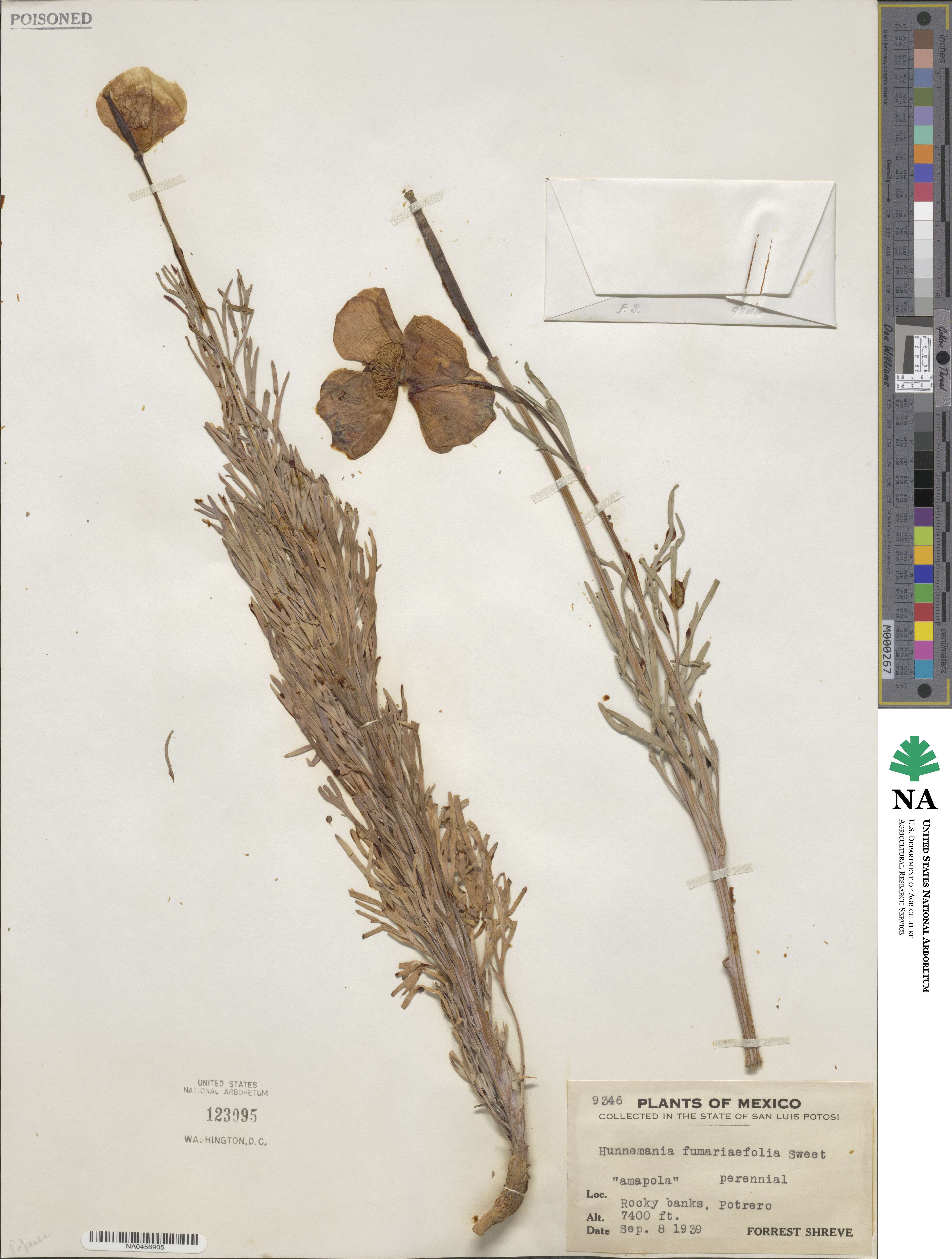 Hunnemannia fumariifolia image