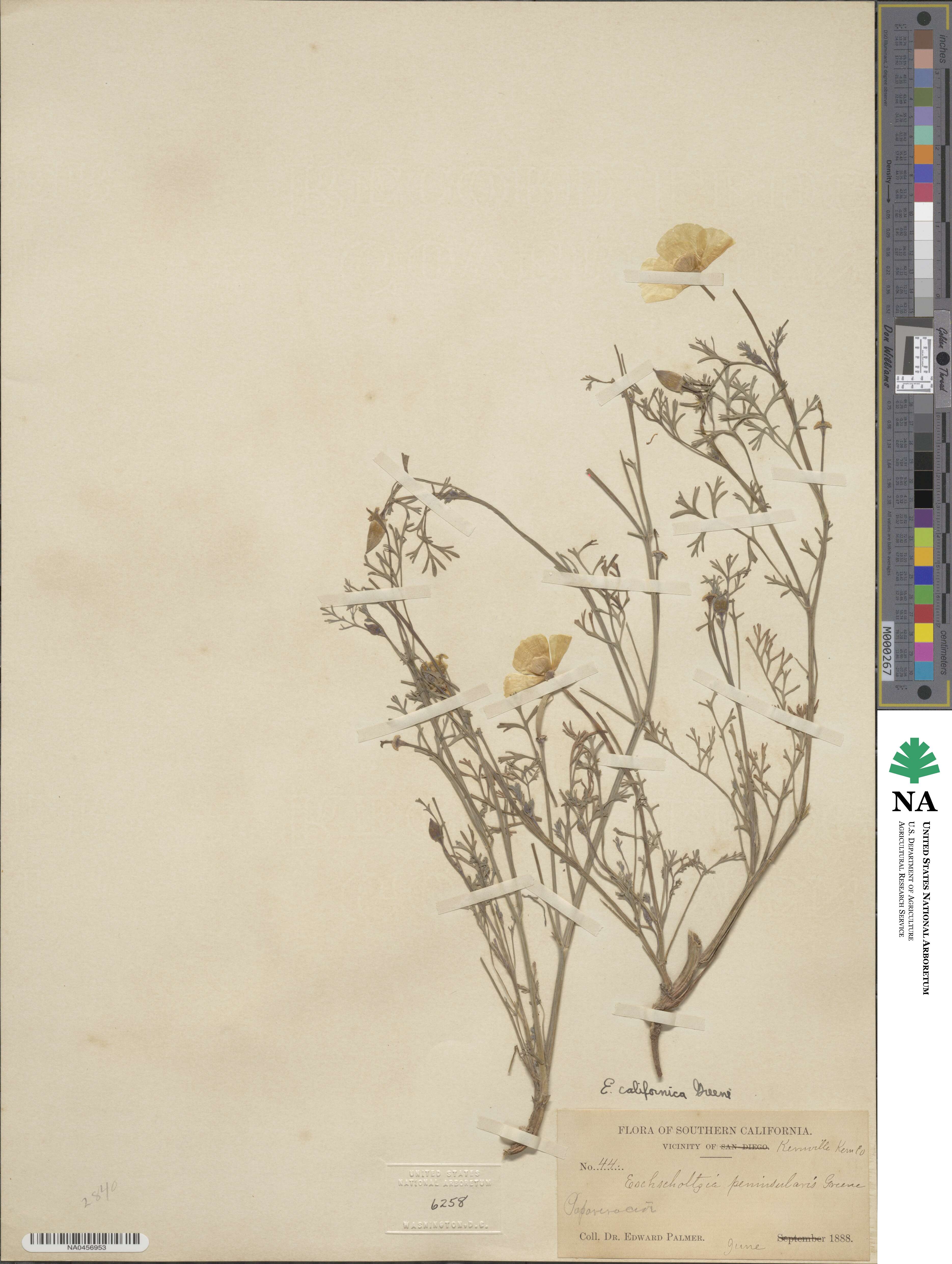 Eschscholzia image