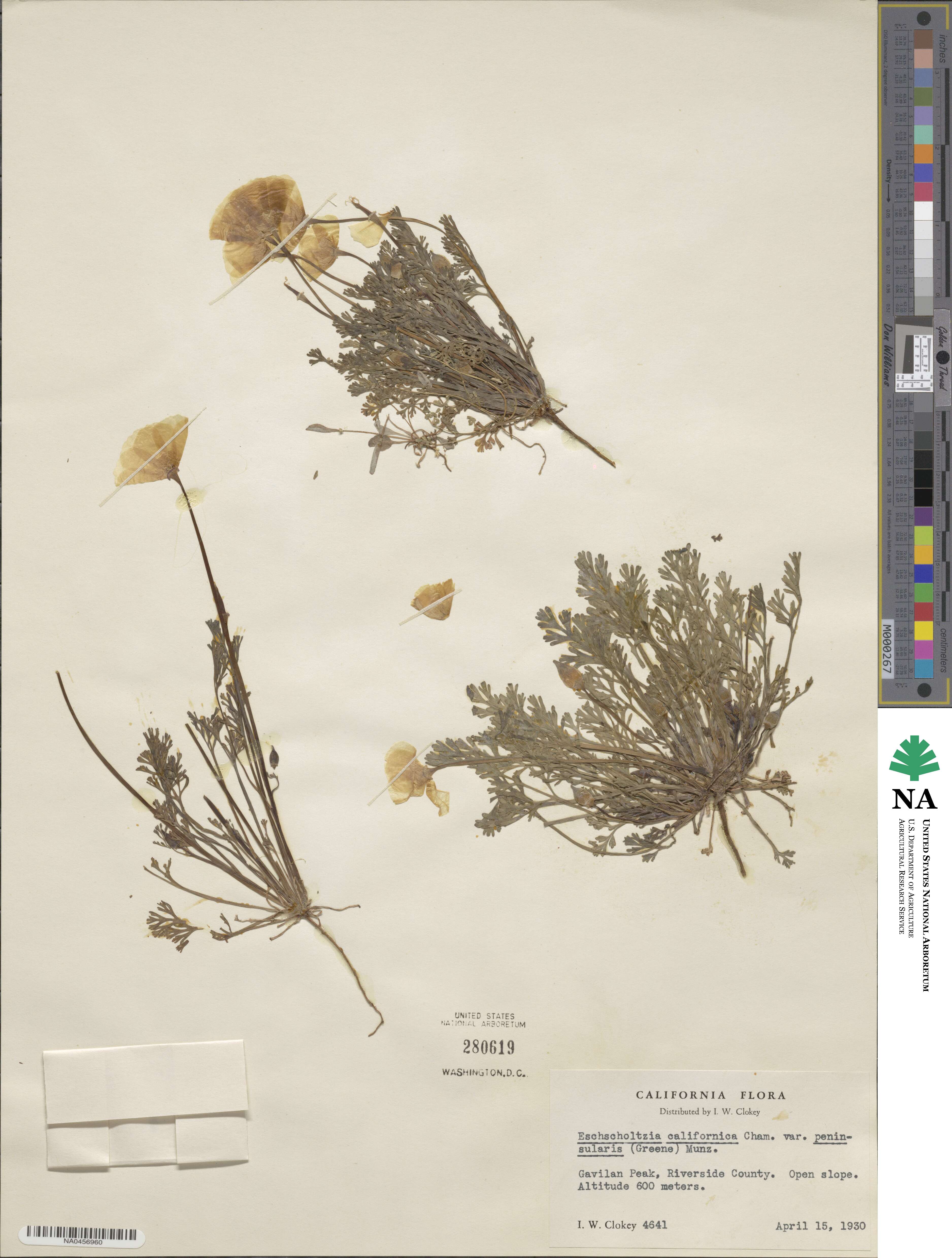Eschscholzia californica subsp. californica image