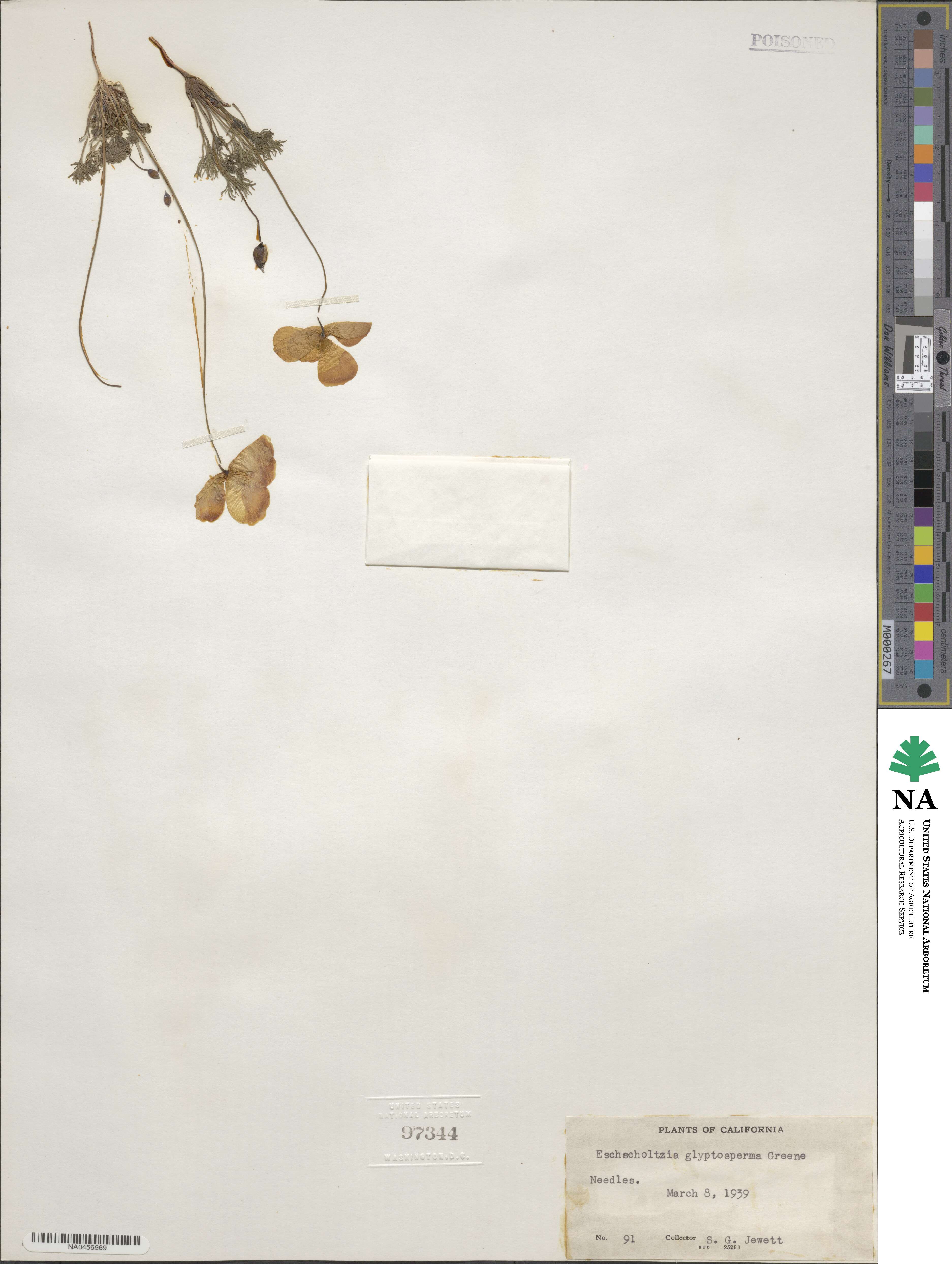 Eschscholzia glyptosperma image