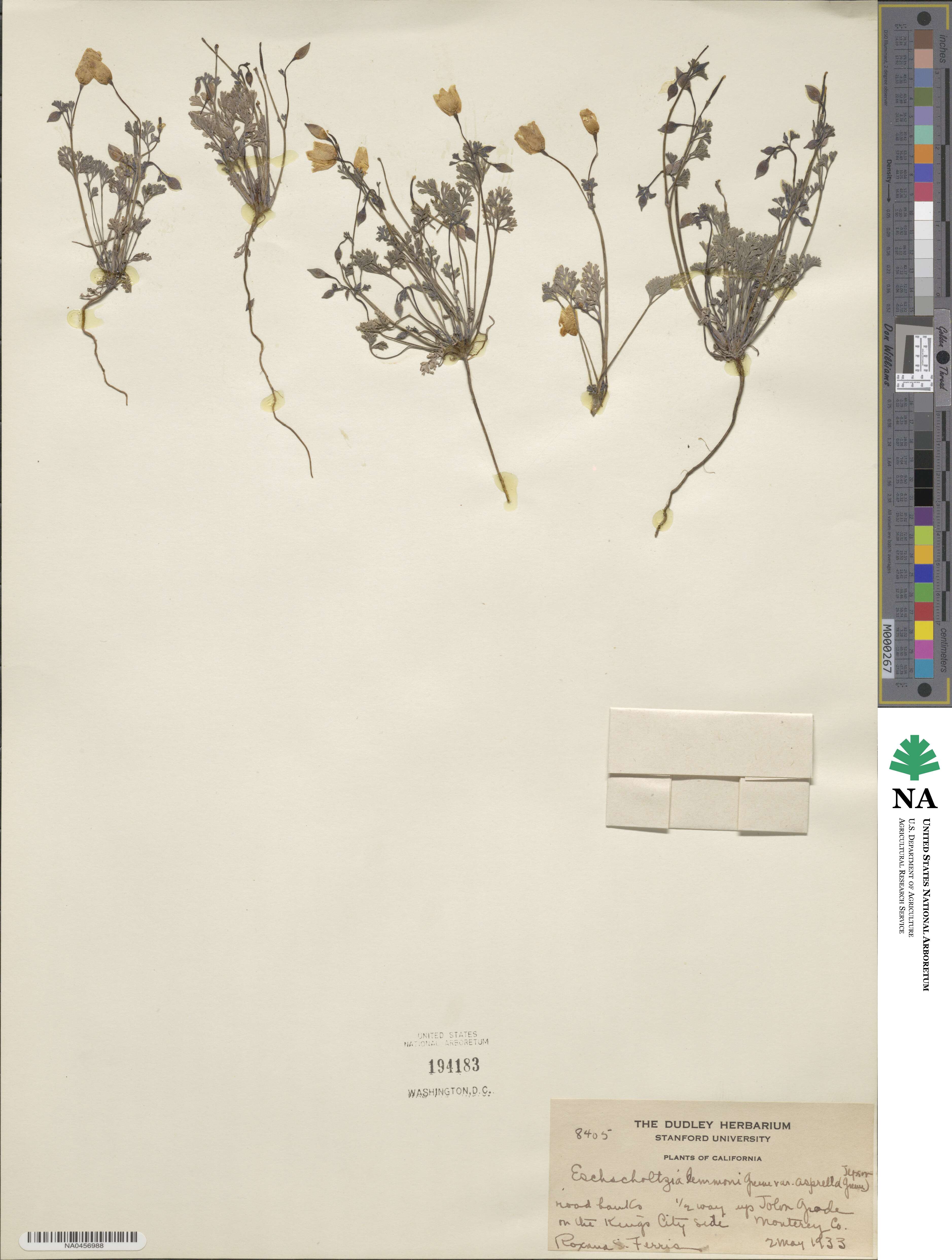 Eschscholzia lemmonii subsp. lemmonii image