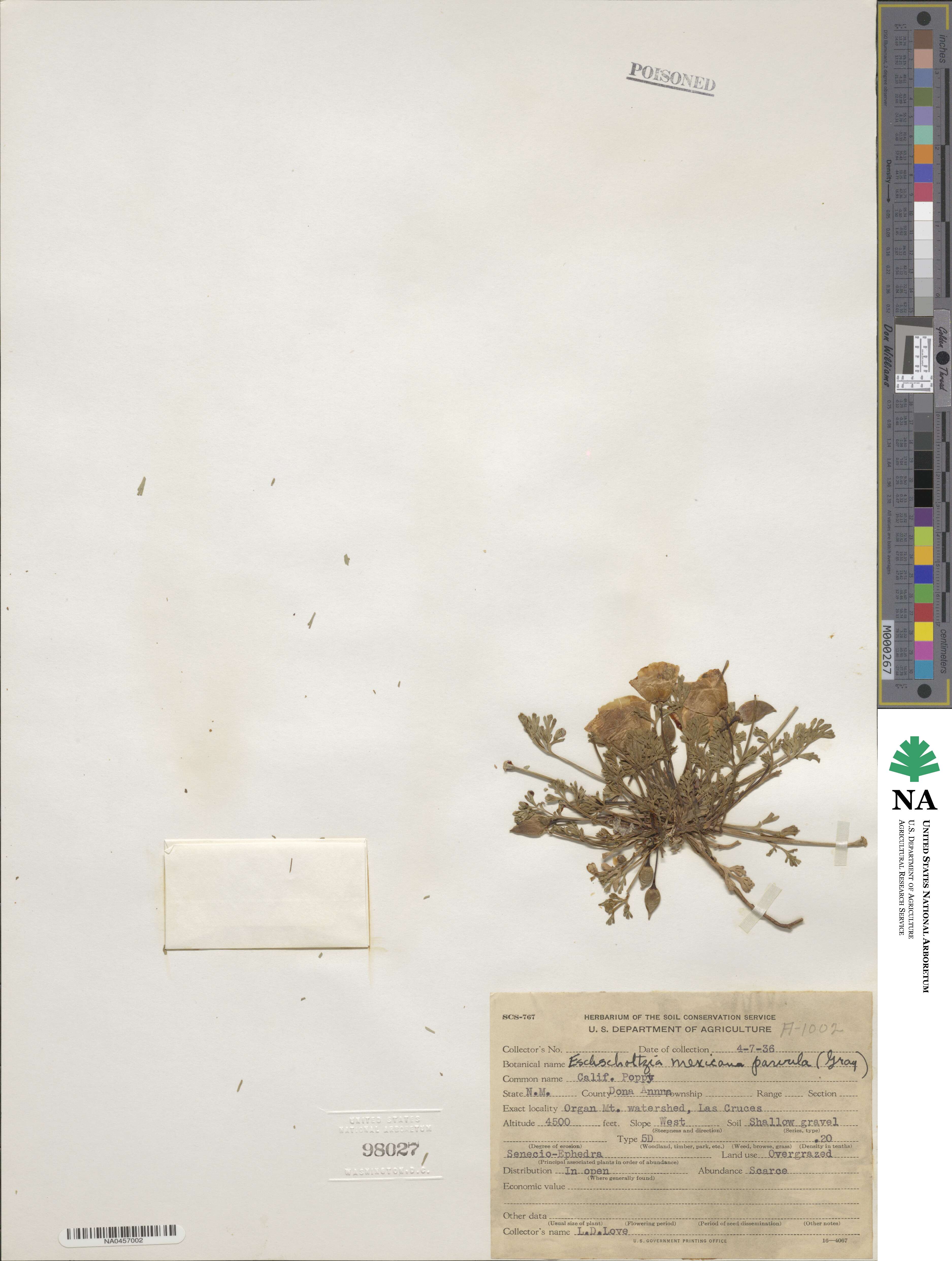 Eschscholzia californica image