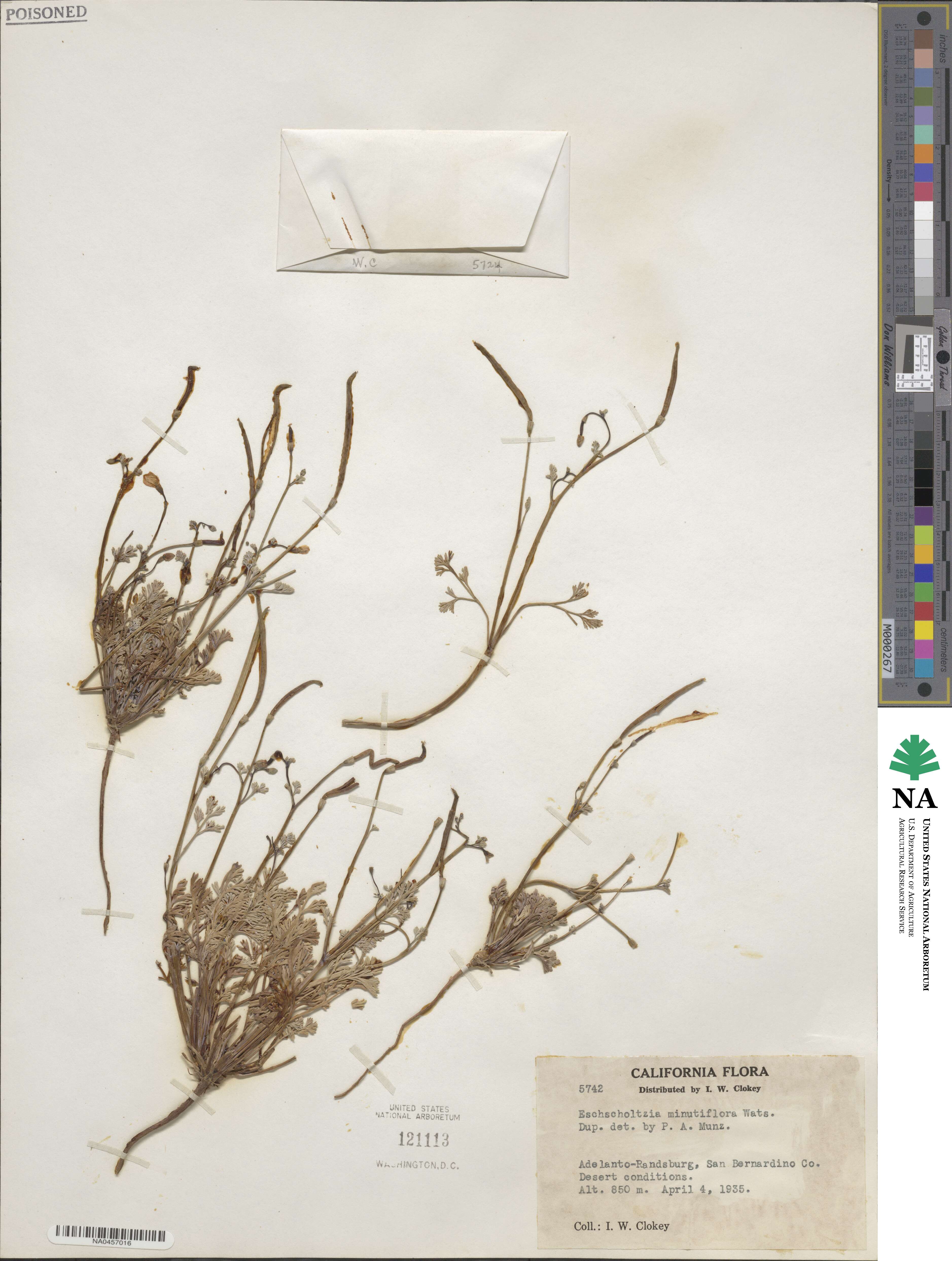 Eschscholzia image