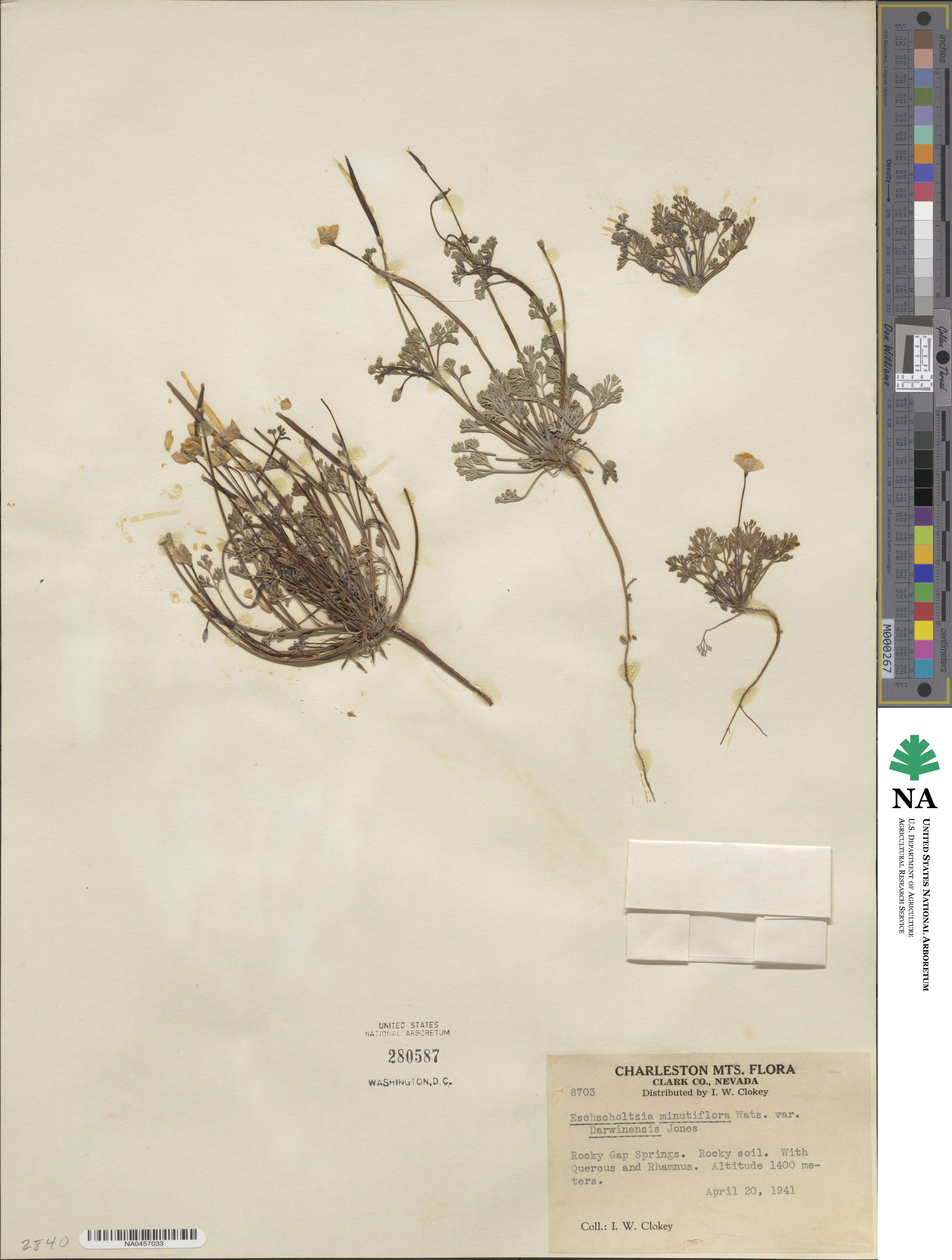 Eschscholzia minutiflora image