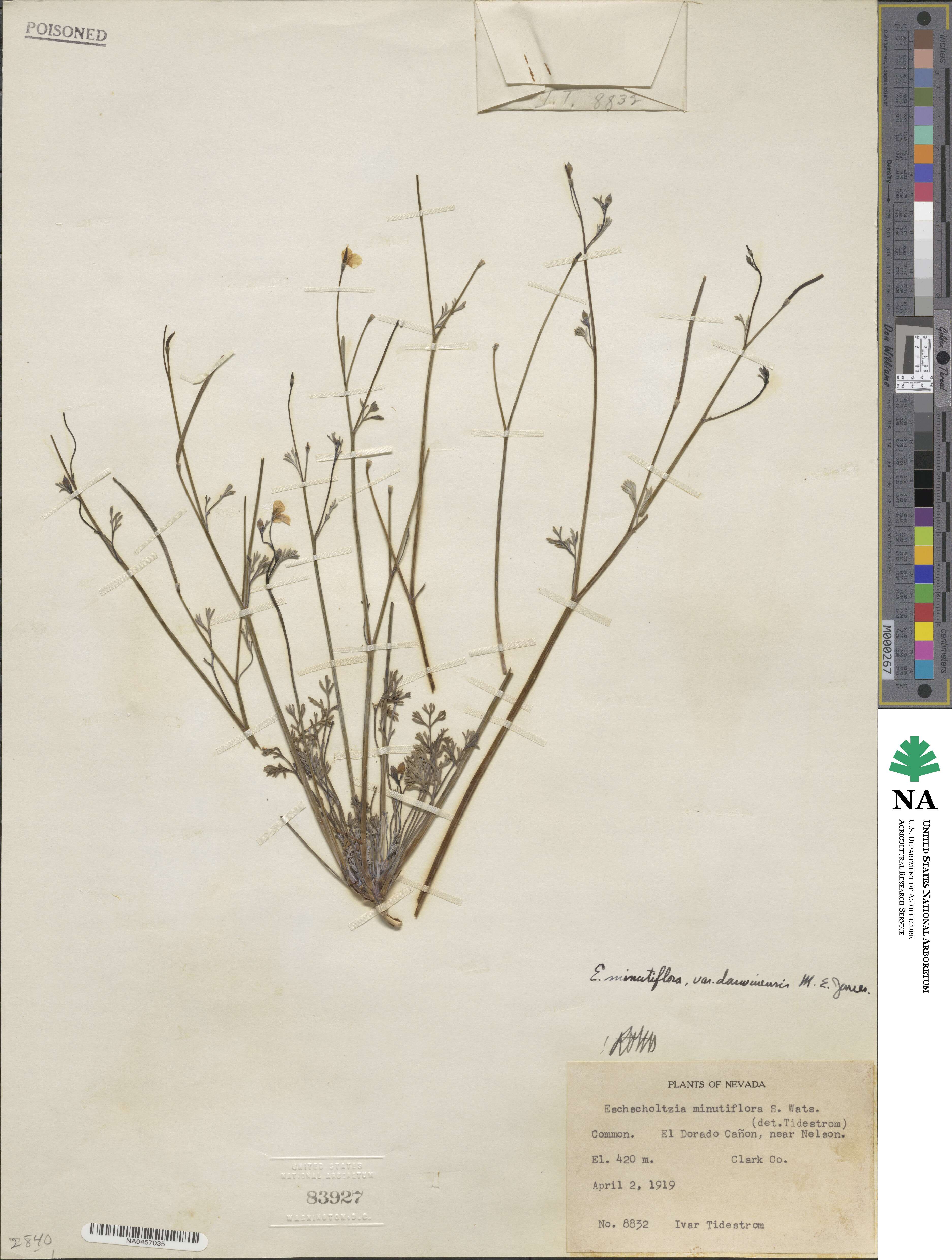 Eschscholzia minutiflora image