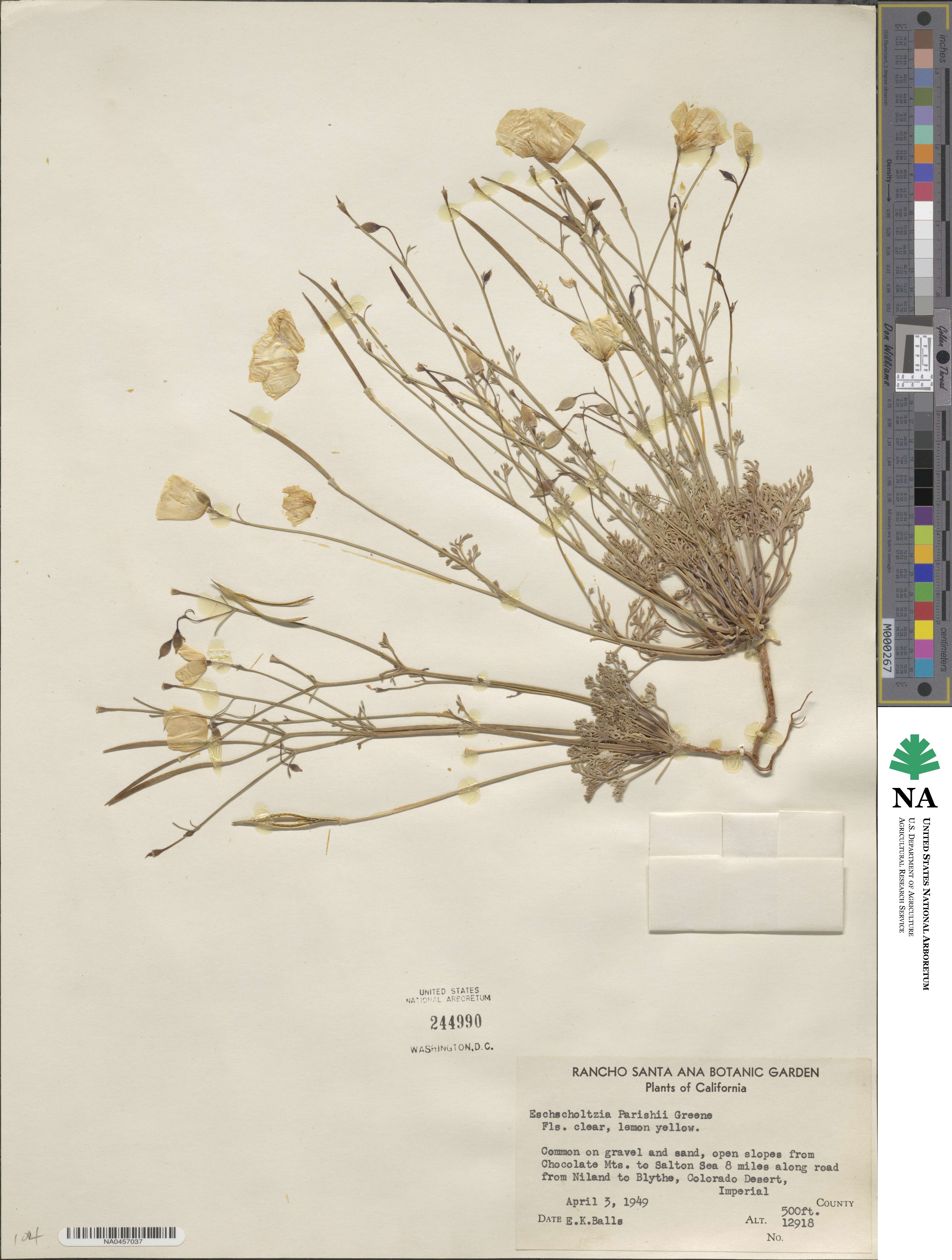 Eschscholzia parishii image