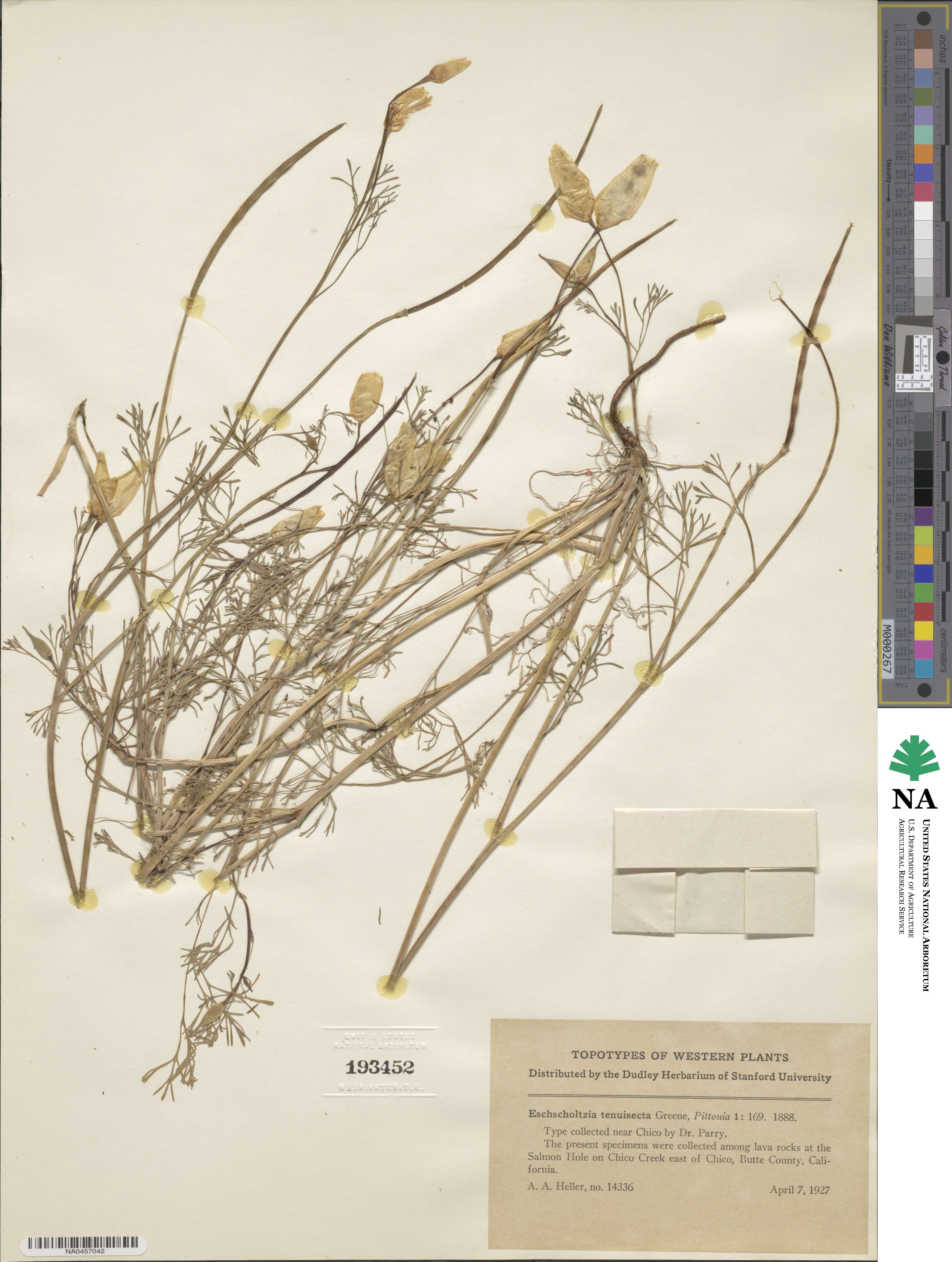 Eschscholzia californica subsp. californica image