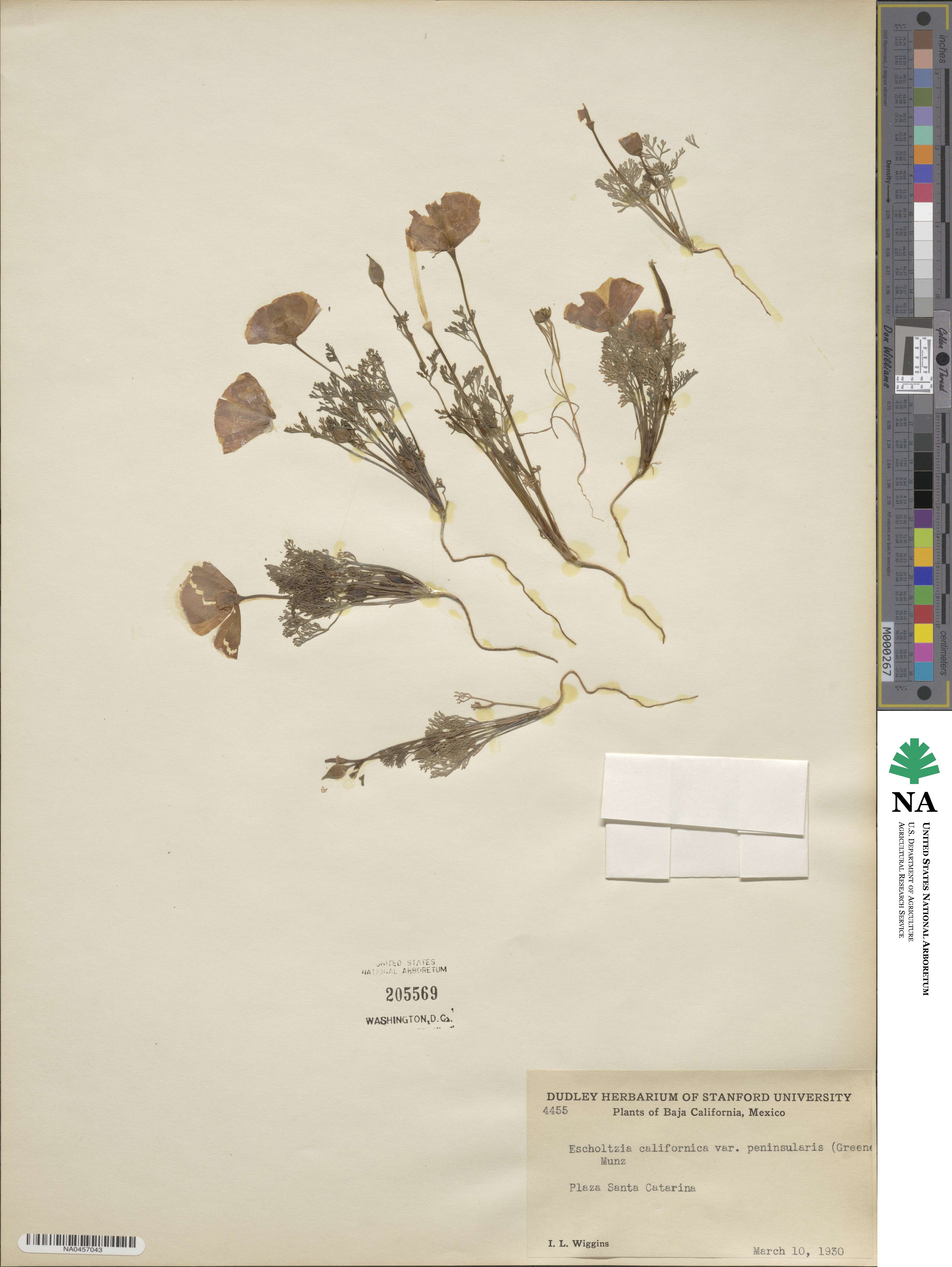 Eschscholzia californica subsp. californica image