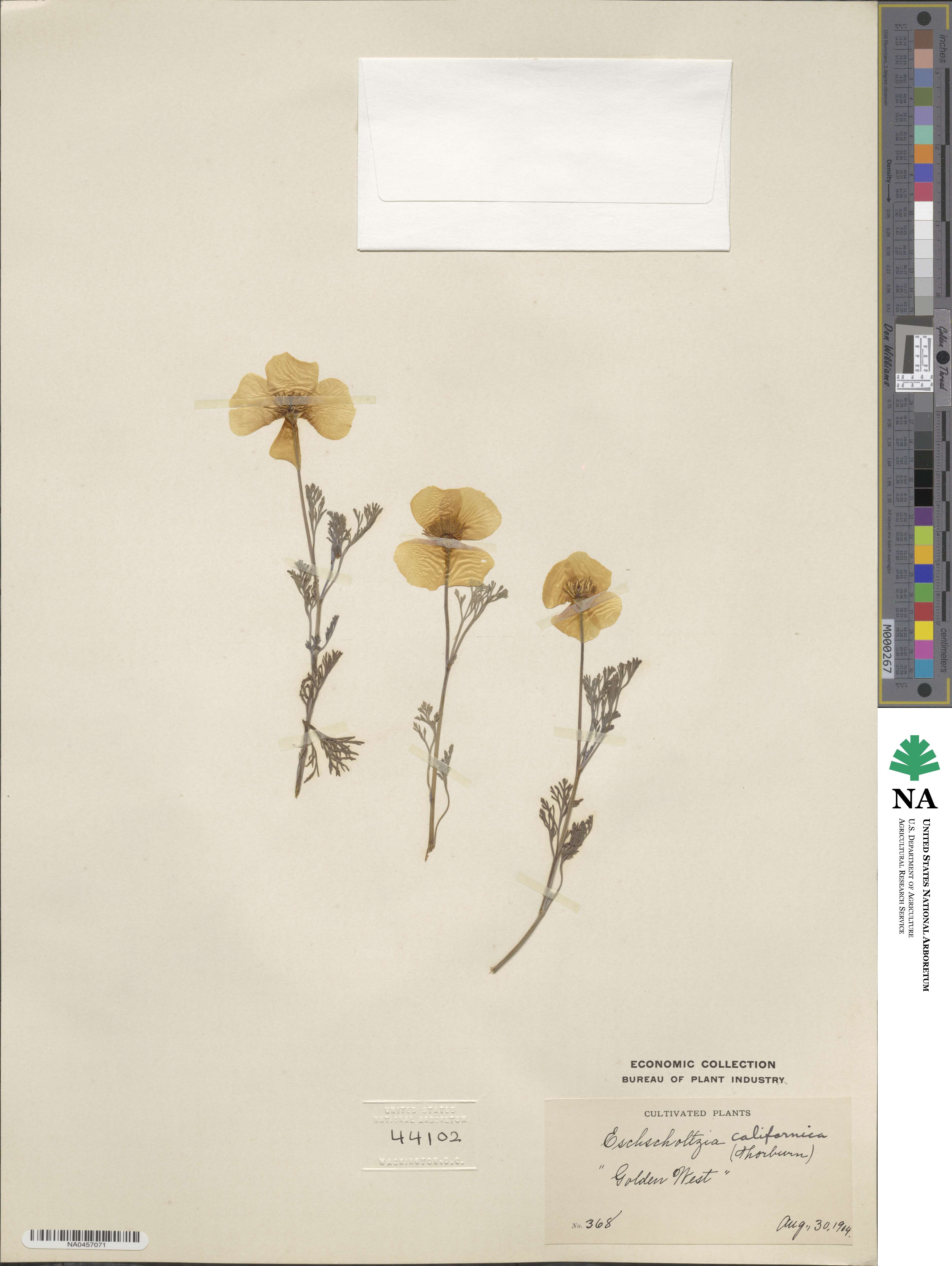 Eschscholzia californica image