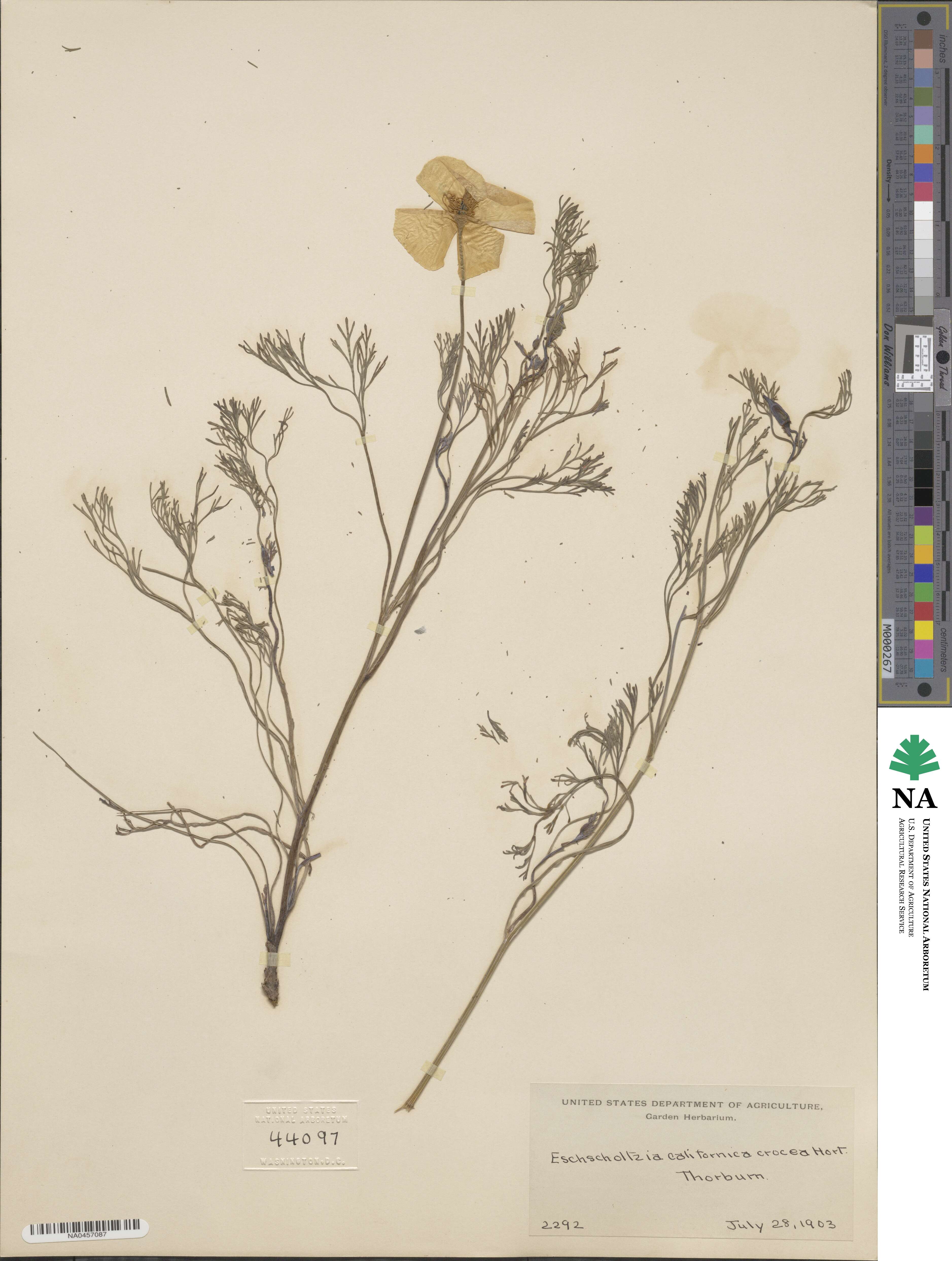Eschscholzia californica subsp. californica image
