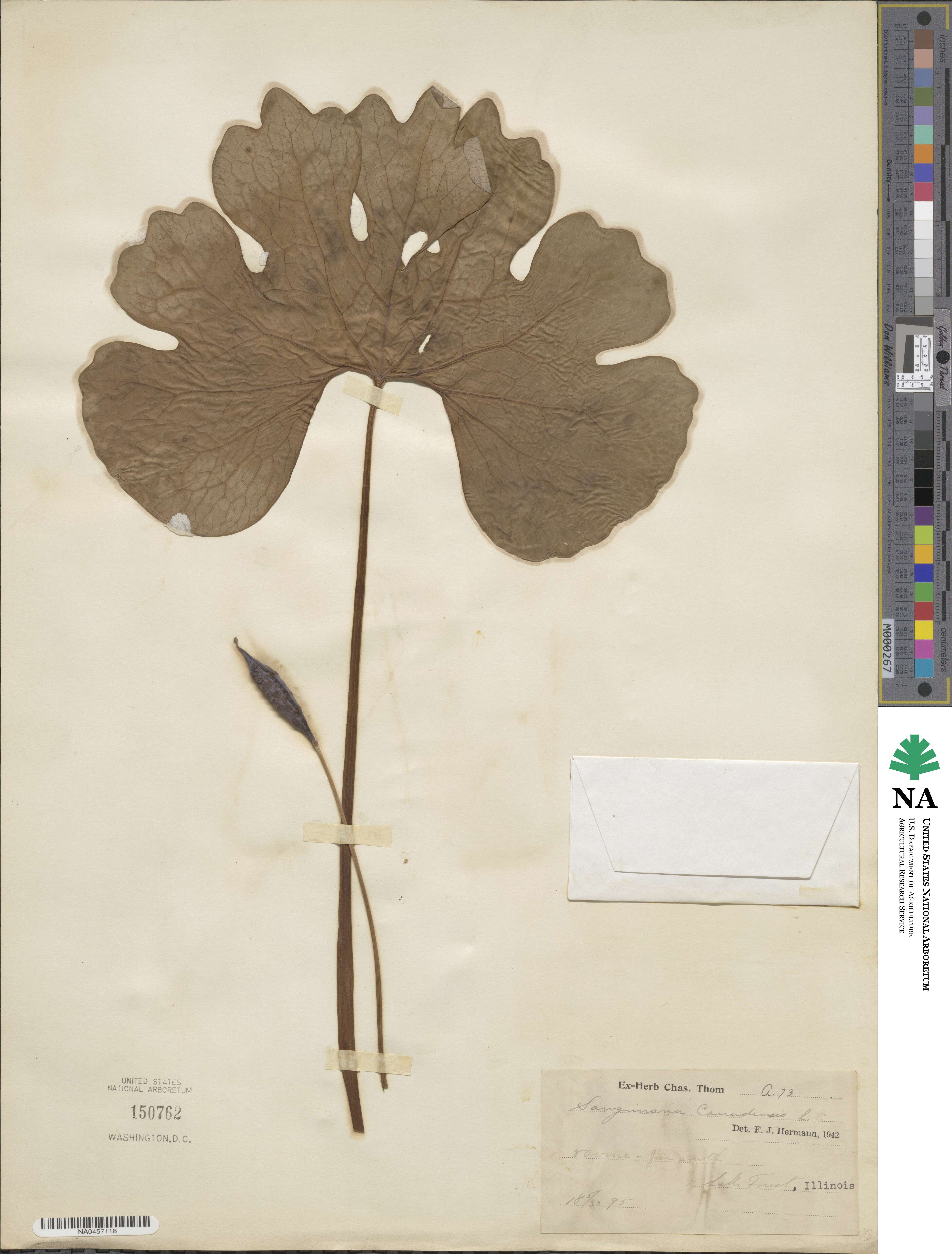 Sanguinaria canadensis image