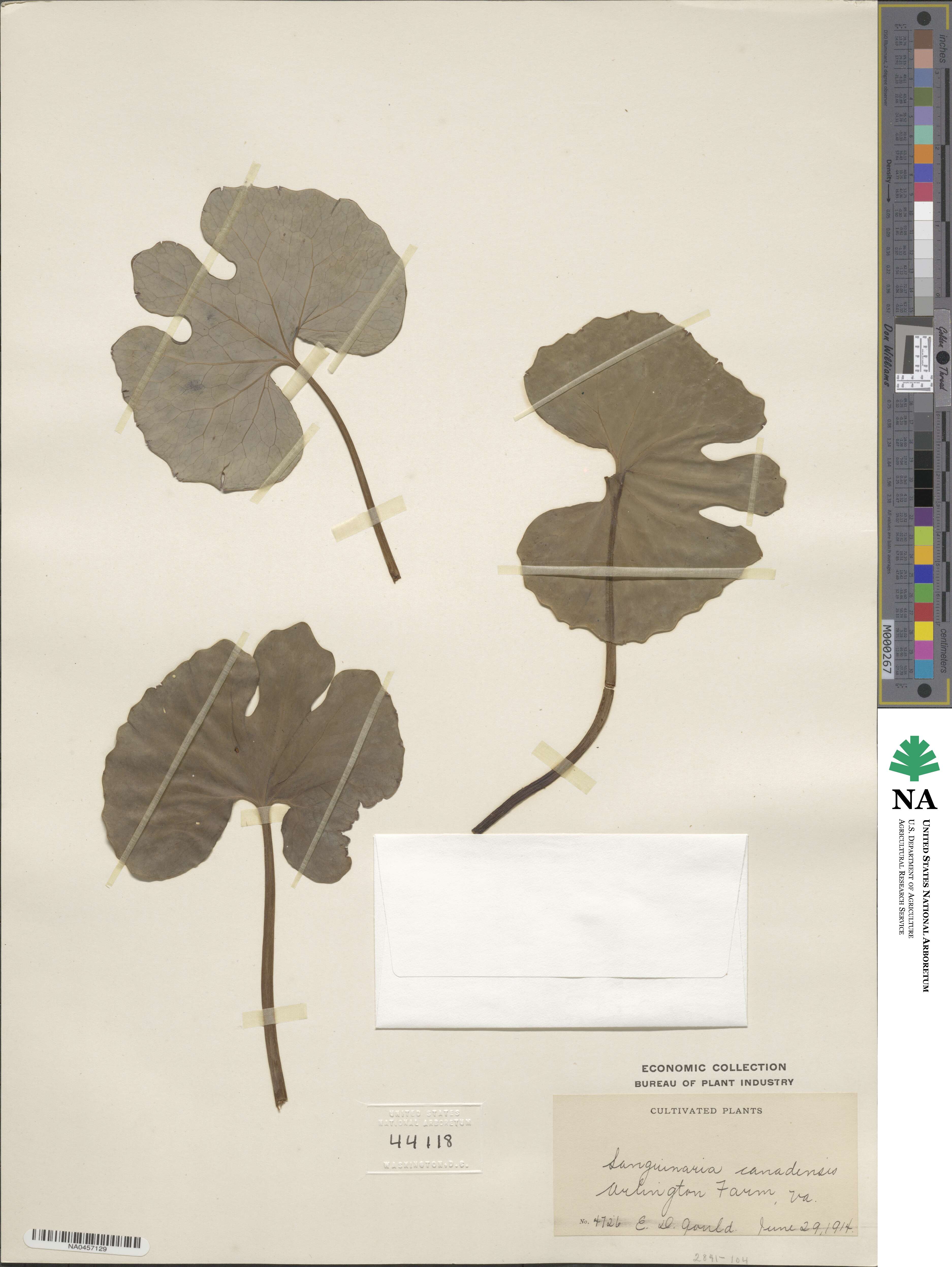 Sanguinaria canadensis image