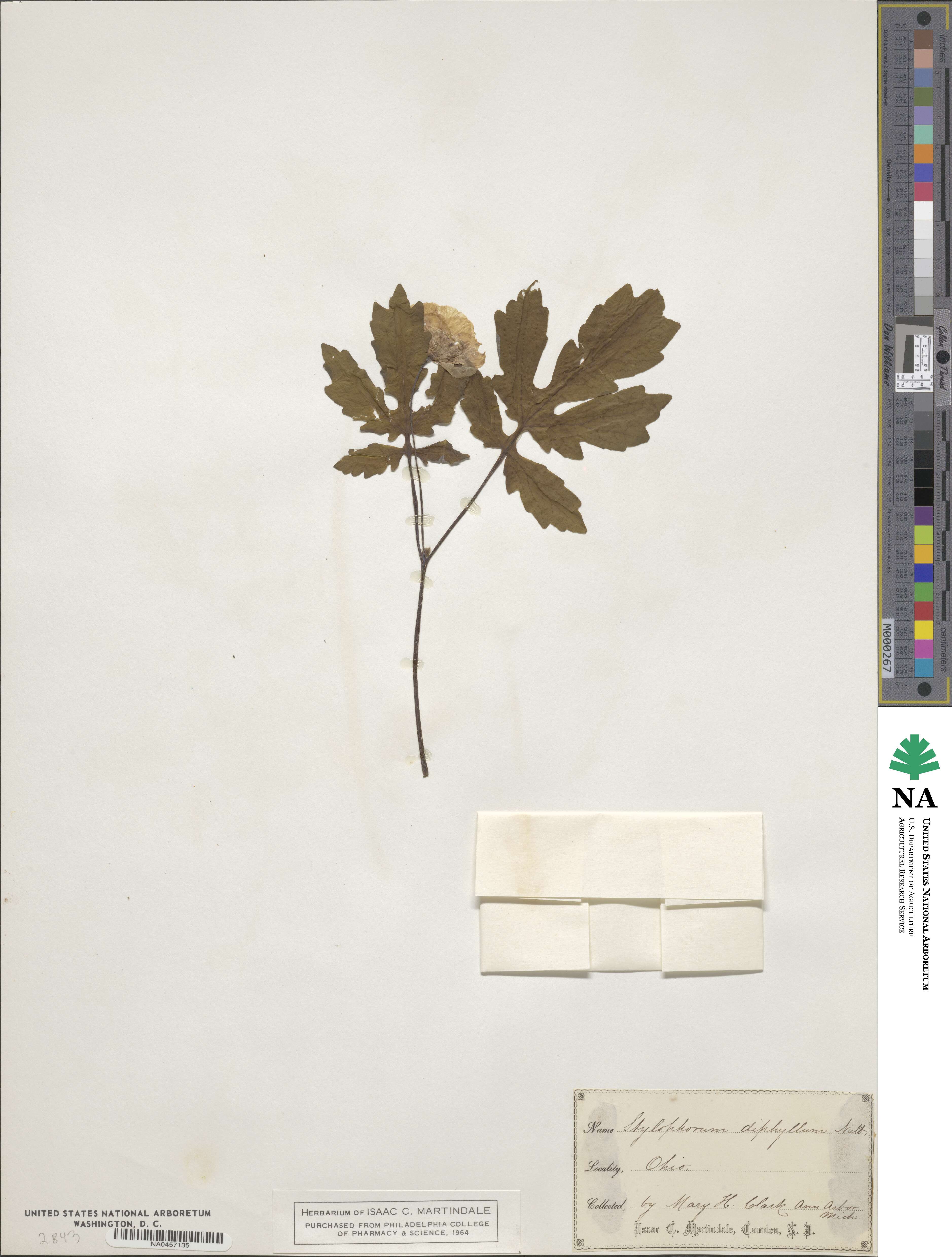 Stylophorum diphyllum image