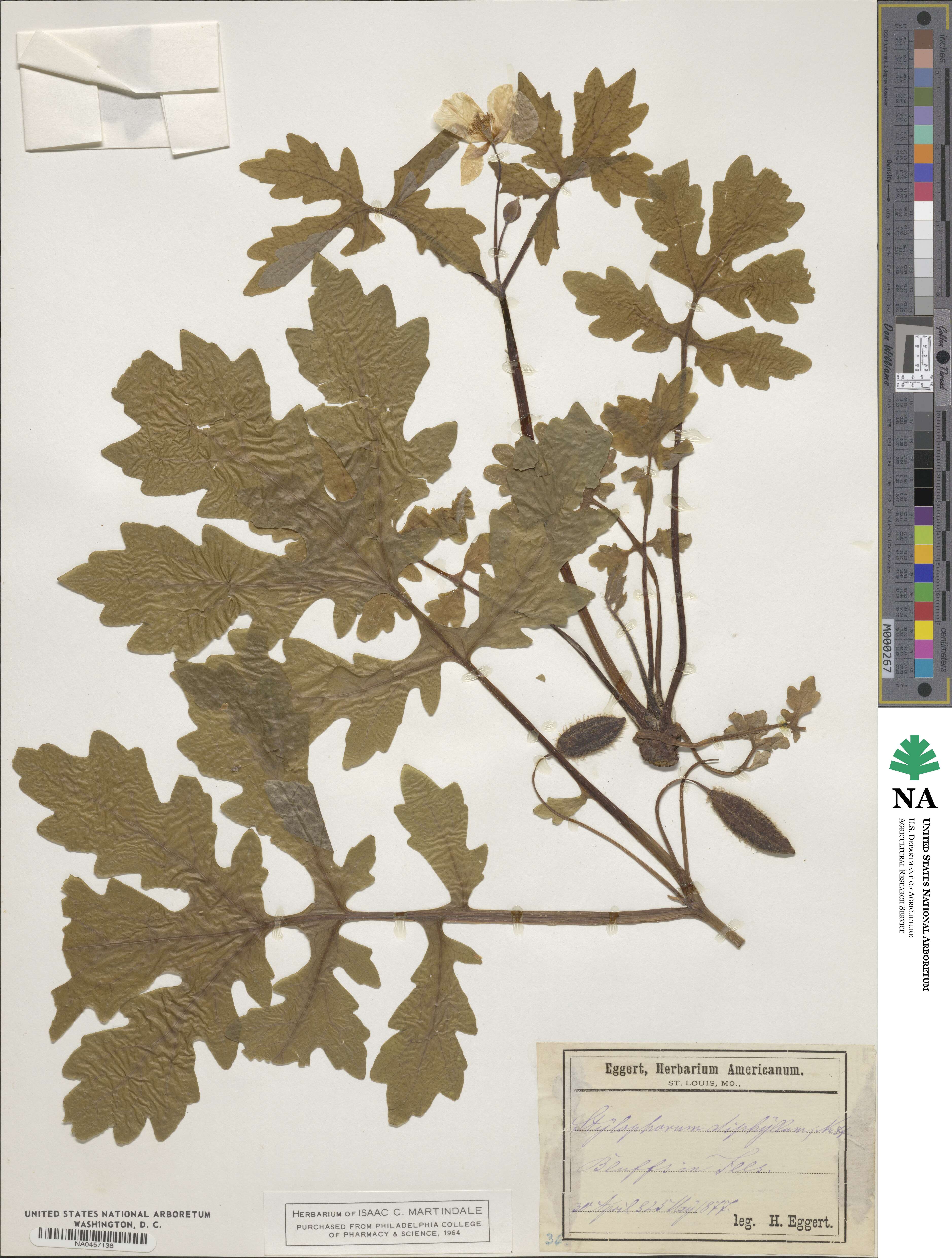 Stylophorum diphyllum image