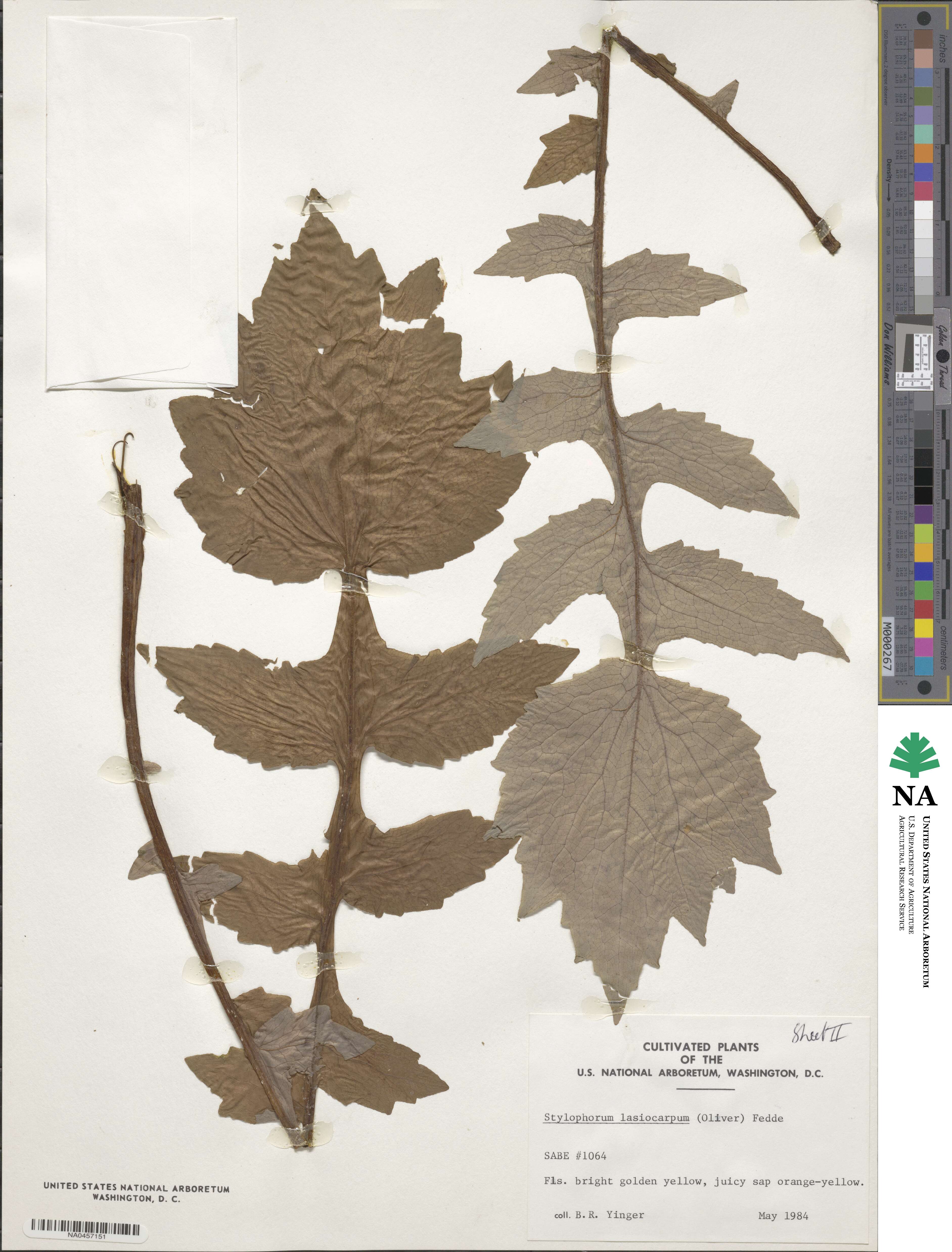 Stylophorum image