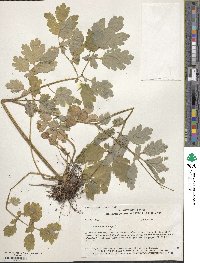 Chelidonium majus image